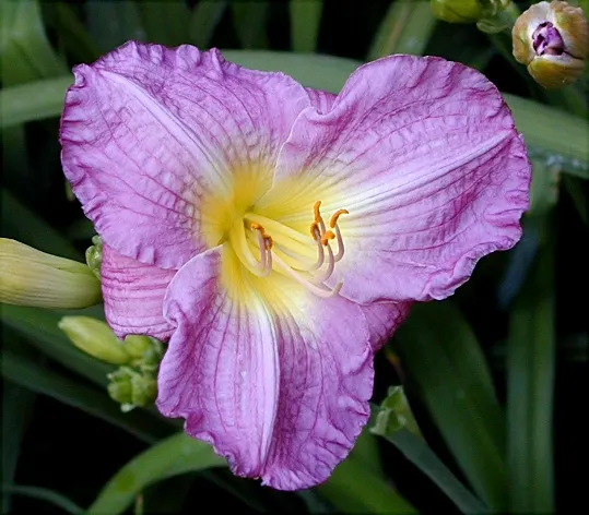 Daylily Hybrids (Hemerocallis Hybrids) — Ideal for borders and mass plantings