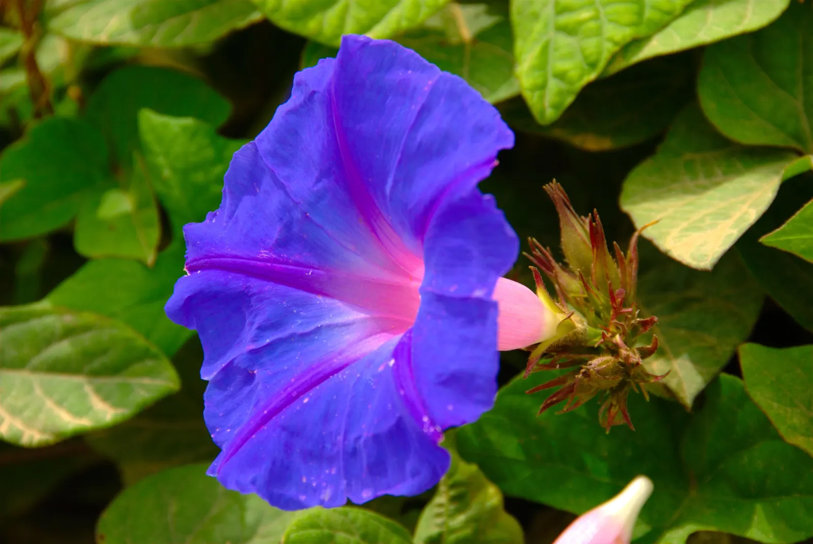 Blue Dawn Flower (Ipomoea Indica) — seeking a minimum of 6 hours of direct sunlight for optimal bloom; hardy in USDA zones 9-11, it thrives in full sun to