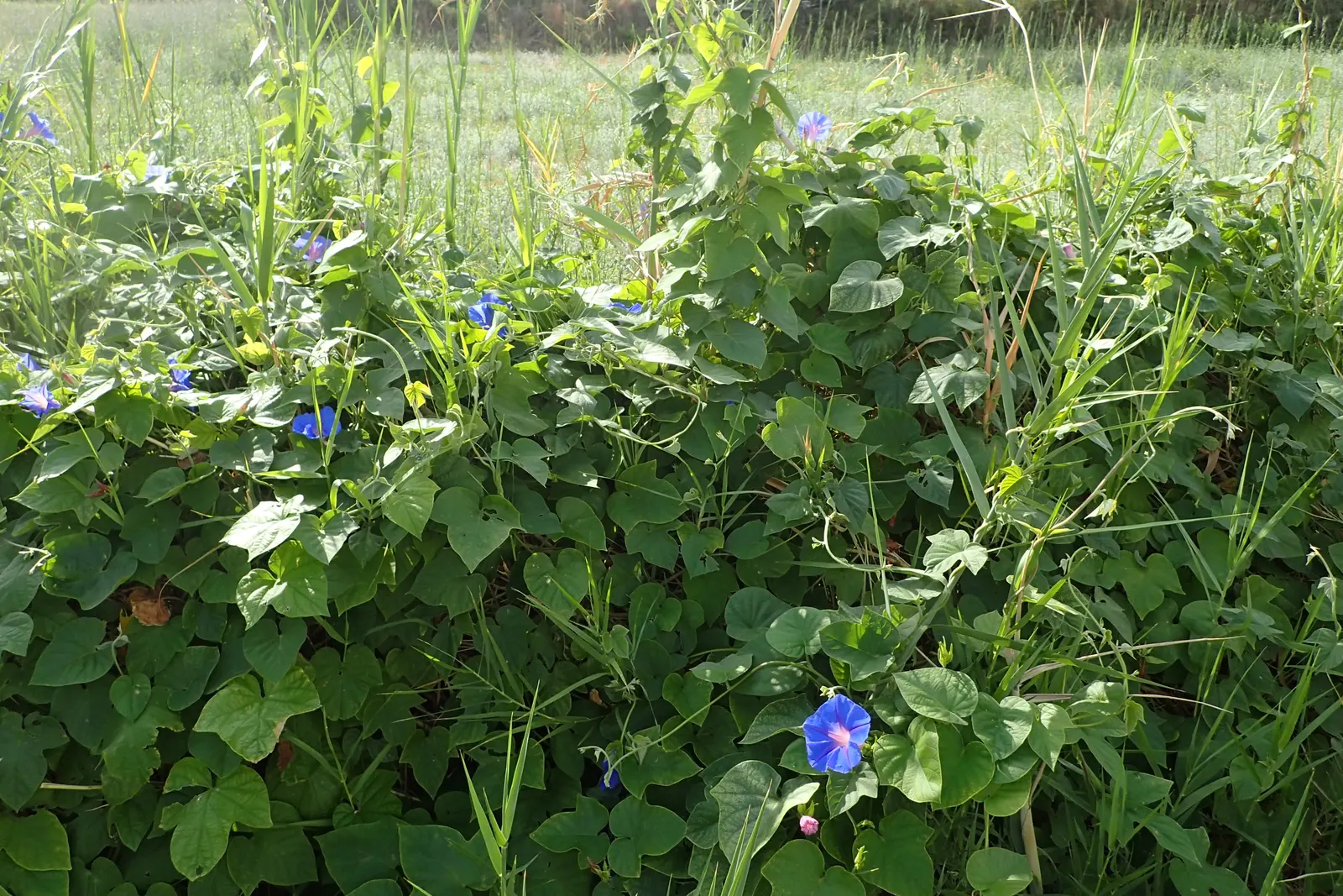 Blue Dawn Flower (Ipomoea Indica) — This vigorous climber can reach lengths of 15 feet or more, requiring a sturdy support structure; presenting a, image 54