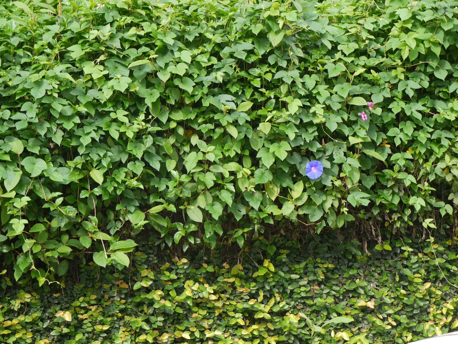 Blue Dawn Flower (Ipomoea Indica) — to accommodate its twining habit.<br><br>Known for its adaptability