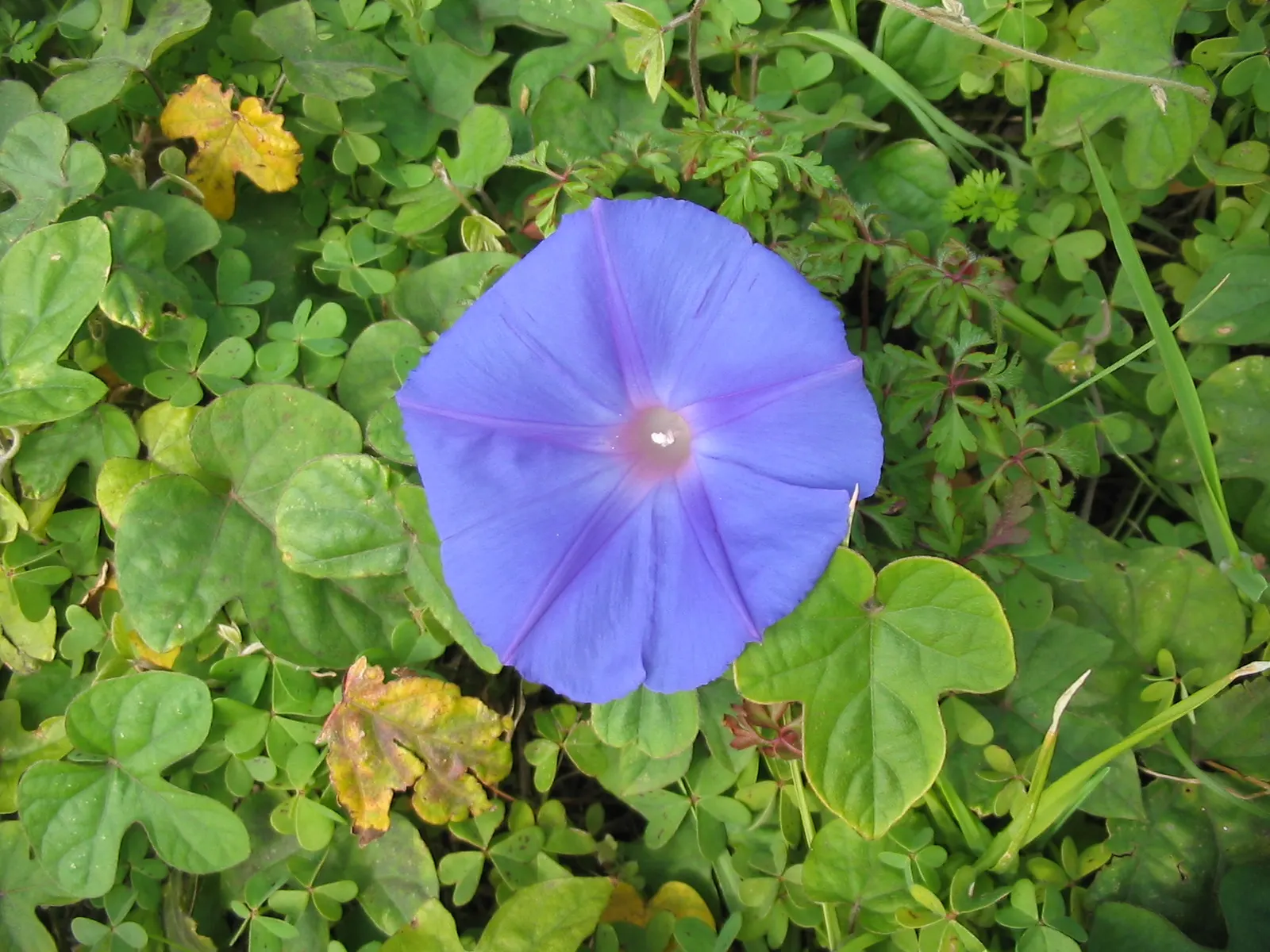 Blue Dawn Flower (Ipomoea Indica) — is a fast-growing perennial vine with heart-shaped leaves and striking azure blooms that open each morning; the, image 53