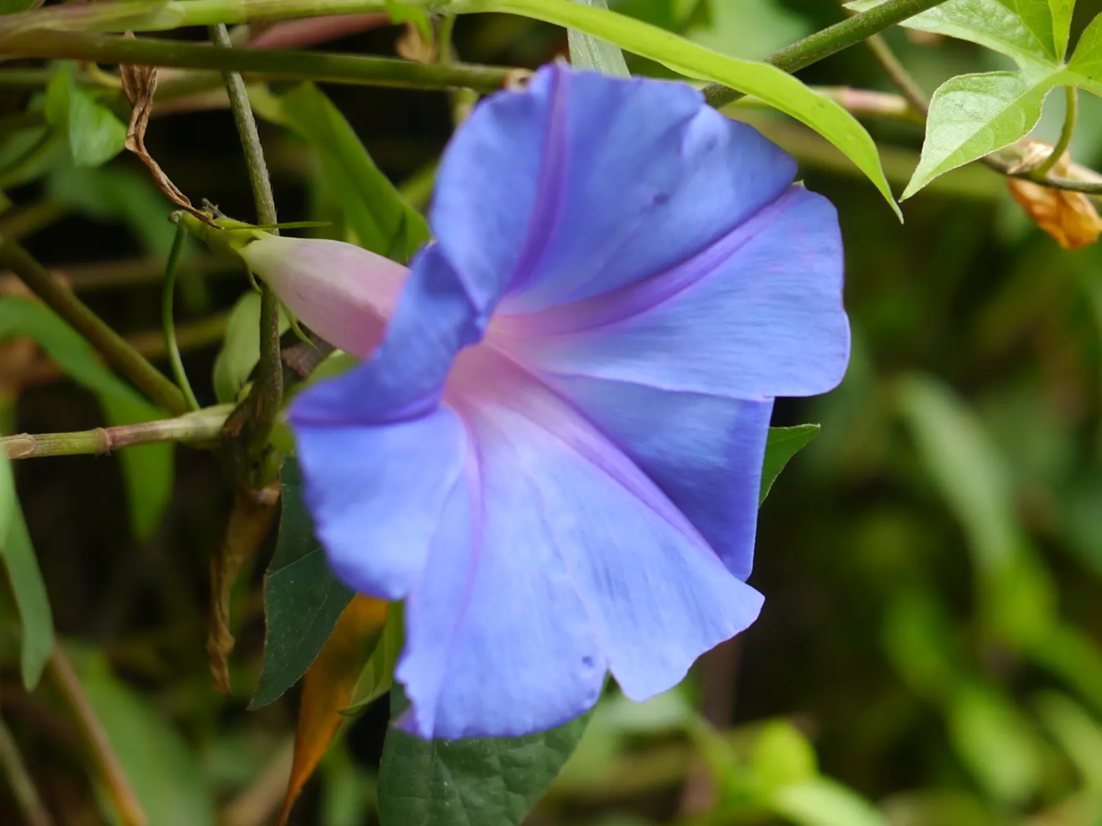 Blue Dawn Flower (Ipomoea Indica) — only to close by afternoon