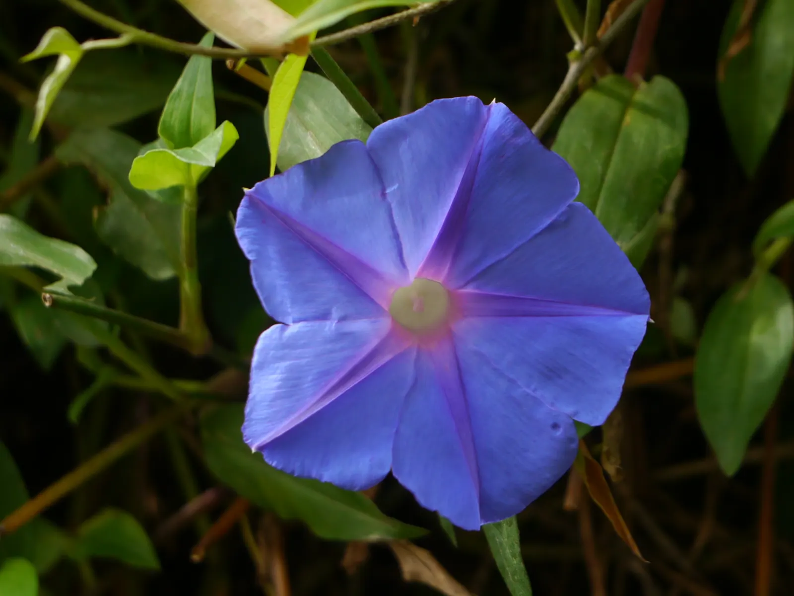 Blue Dawn Flower (Ipomoea Indica) — Regular watering is essential, particularly during dry spells, to maintain its lush appearance