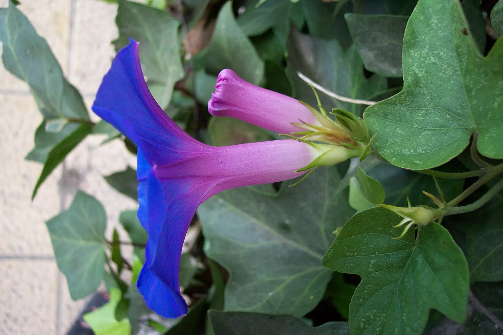 Blue Dawn Flower (Ipomoea Indica) — Regular pruning controls spread; scientifically known as Ipomoea indica
