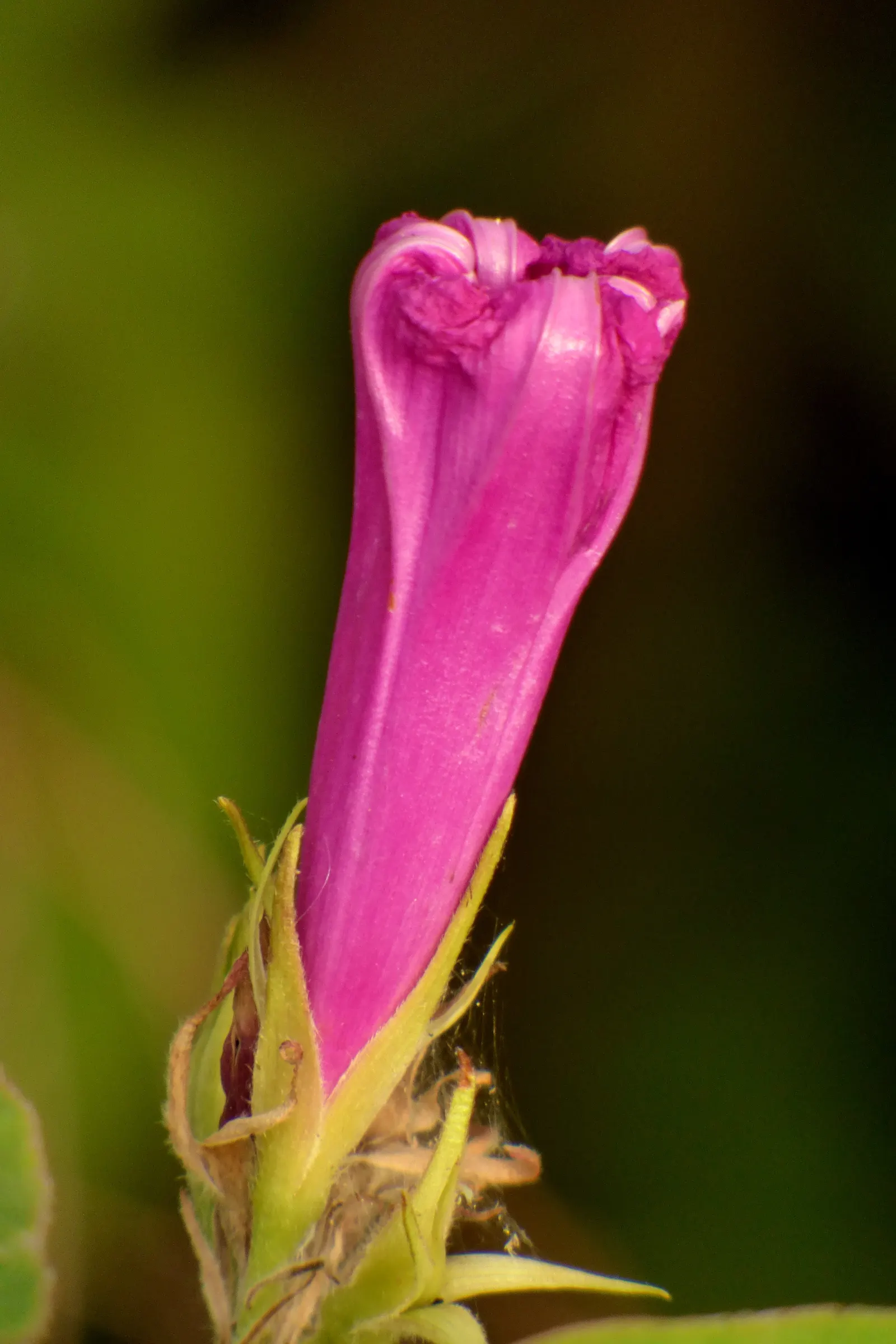 Blue Dawn Flower (Ipomoea Indica) — the Blue Dawn Flower can enrich any landscape with its cascading habit