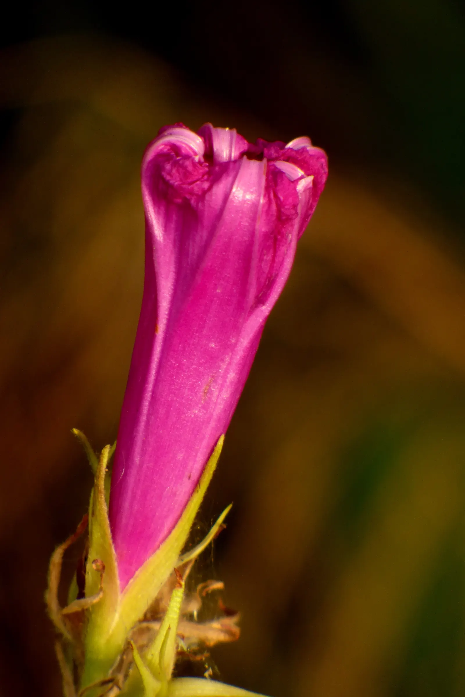 Blue Dawn Flower (Ipomoea Indica) — The Blue Dawn Flower can reach impressive lengths upwards of 15 feet; each flower spans approximately 3-5 inches across