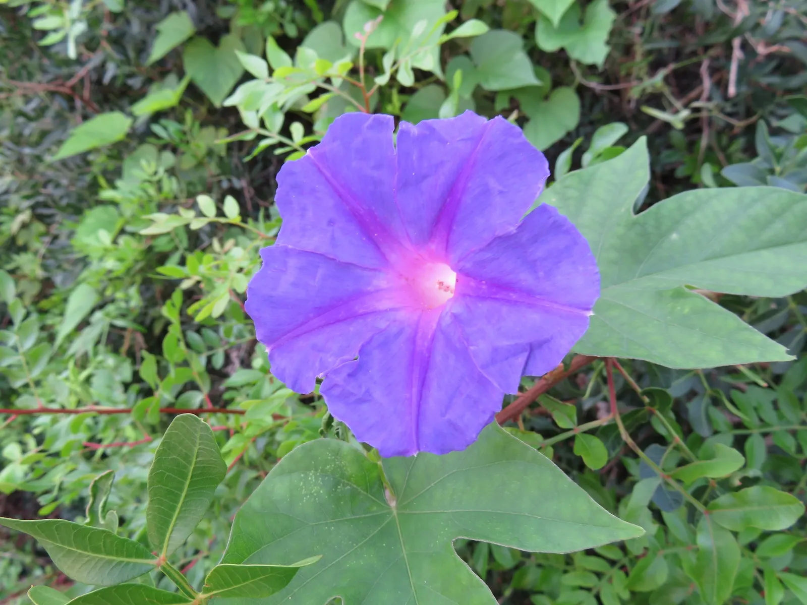 Blue Dawn Flower (Ipomoea Indica) — The Blue Dawn Flower can reach impressive lengths upwards of 15 feet