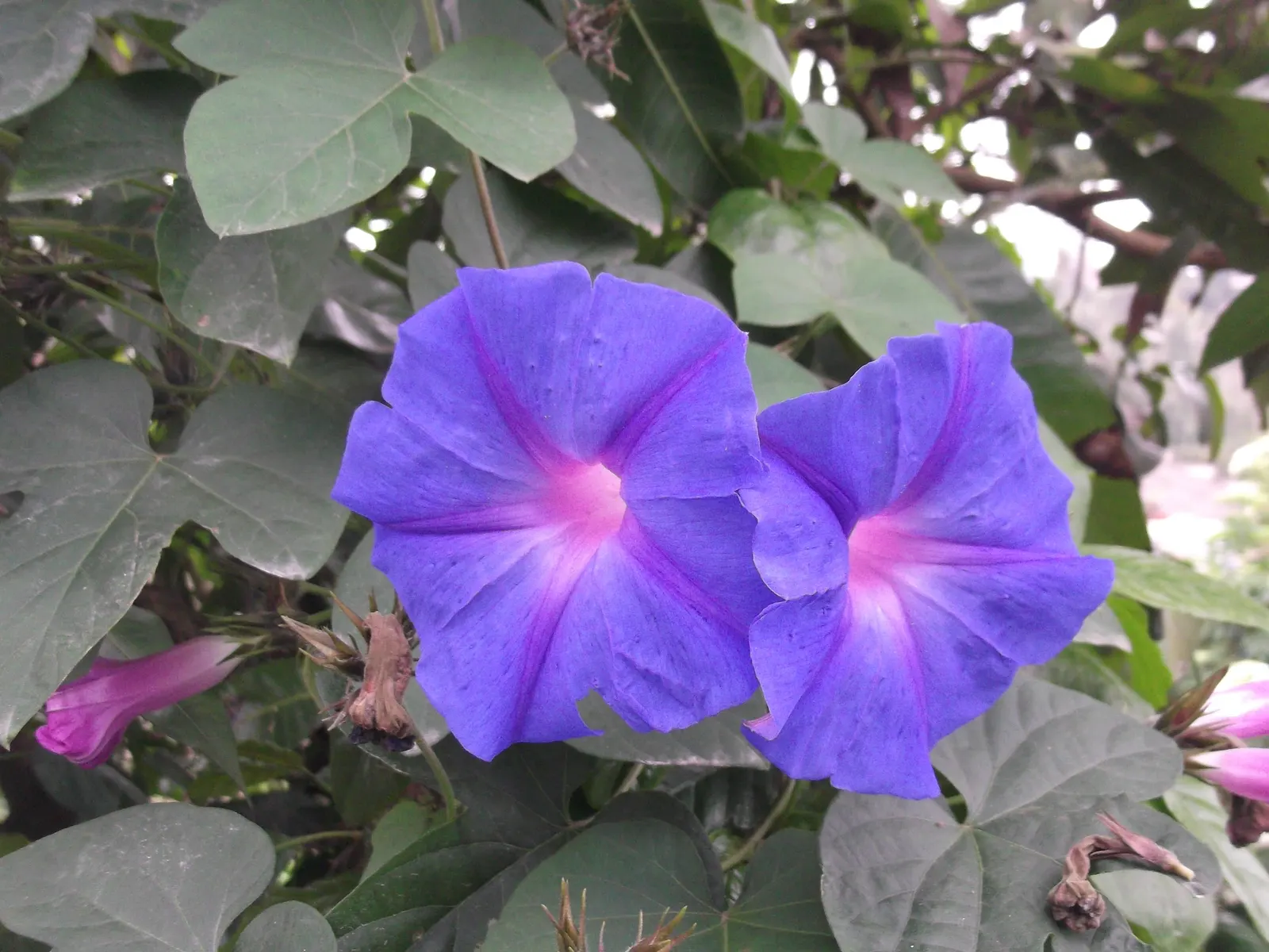 Blue Dawn Flower (Ipomoea Indica) — trumpet-shaped blooms that exhibit a brilliant azure to purplish-blue hue