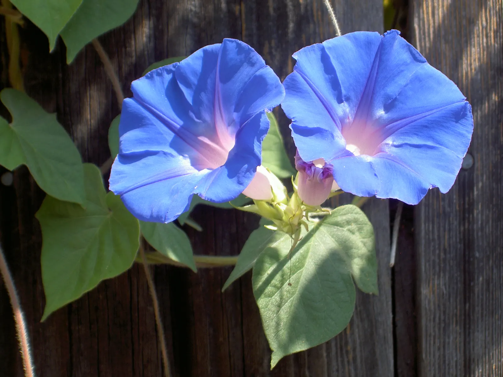 Blue Dawn Flower (Ipomoea Indica) — Ipomoea indica is tolerant of various soil types but will achieve its best performance in well-drained