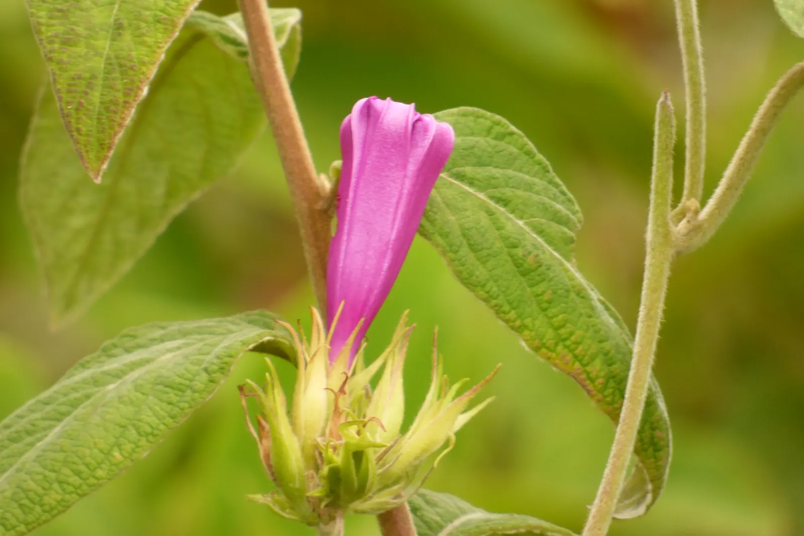 Blue Dawn Flower (Ipomoea Indica) — Regular pruning controls spread; scientifically known as Ipomoea indica, image 57