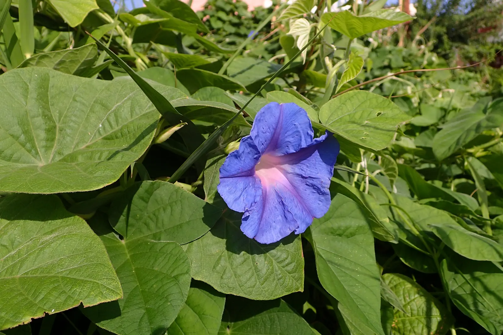 Blue Dawn Flower (Ipomoea Indica) — the Blue Dawn Flower can enrich any landscape with its cascading habit; vine for full