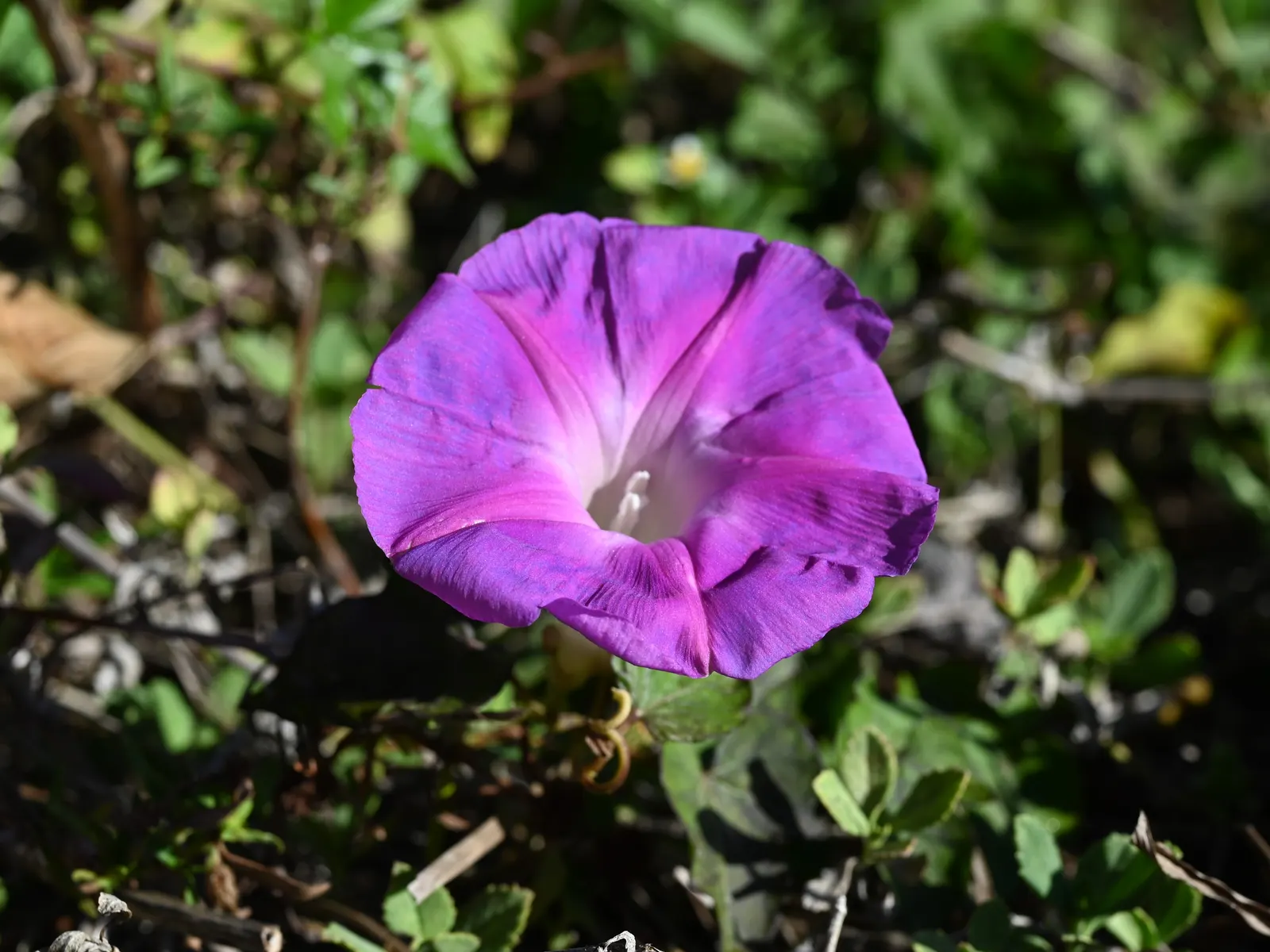 Blue Dawn Flower (Ipomoea Indica) — These blossoms unfurl early in the day to reveal their heartwarming splendor
