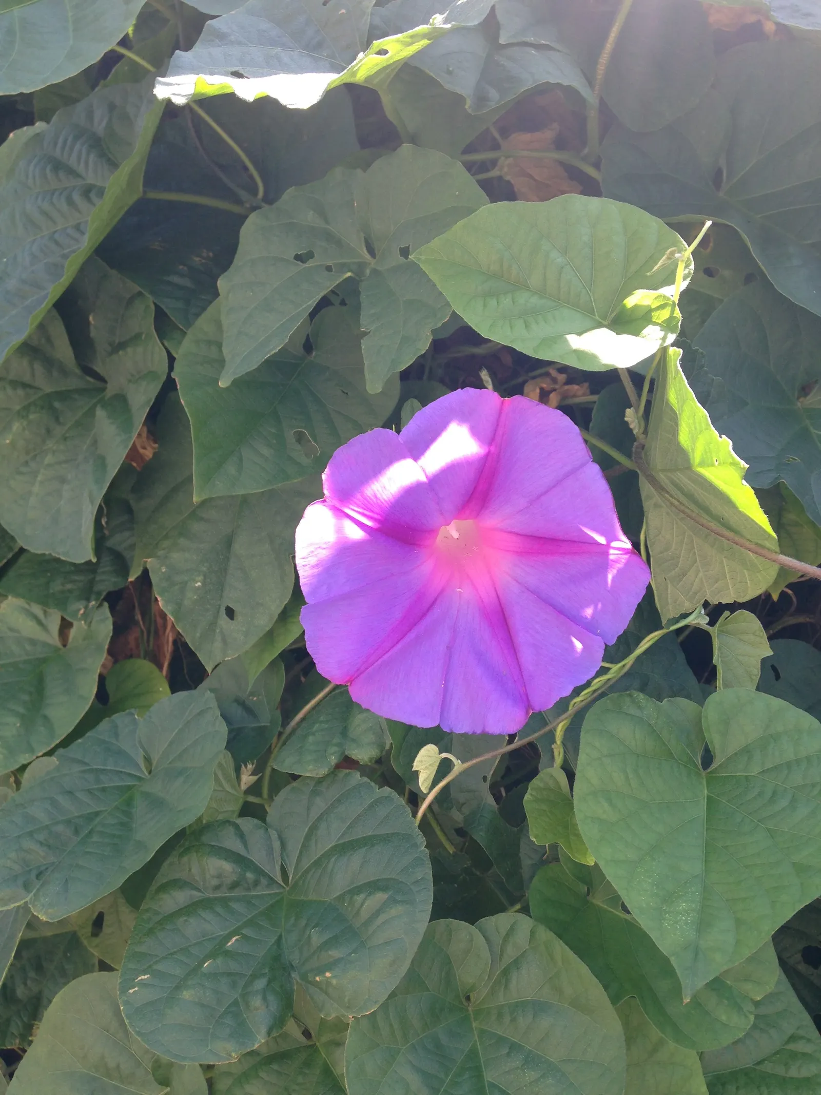 Blue Dawn Flower (Ipomoea Indica) — making it versatile for garden backgrounds