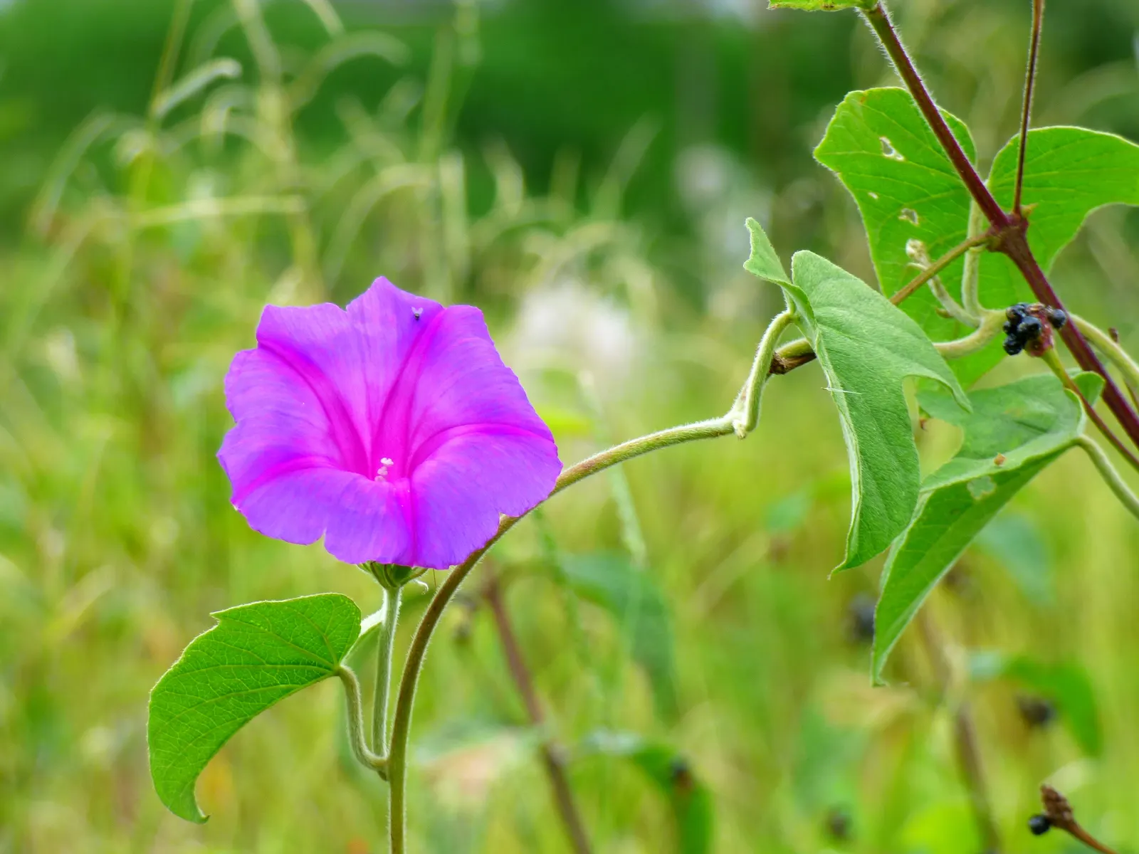 Blue Dawn Flower (Ipomoea Indica) — the Ipomoea indica presents as a picturesque and low-maintenance addition