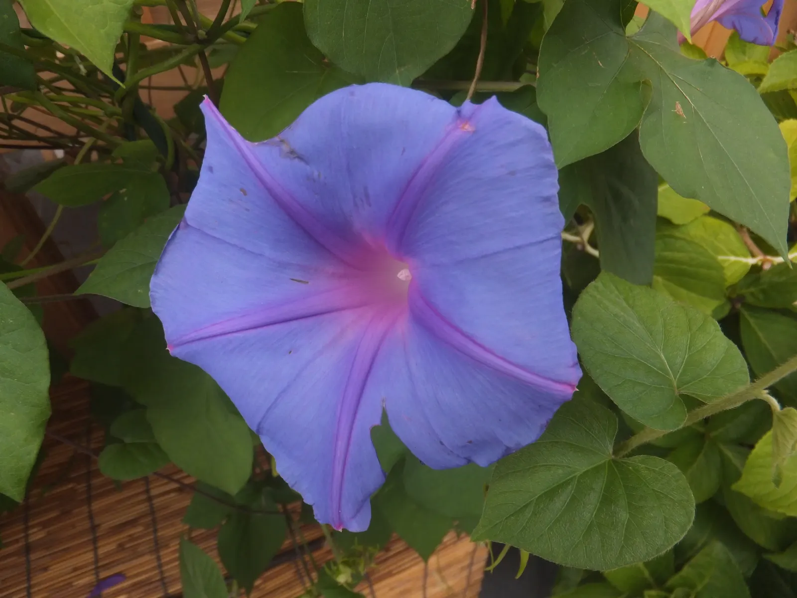 Blue Dawn Flower (Ipomoea Indica) — Each flower spans approximately 3-5 inches across