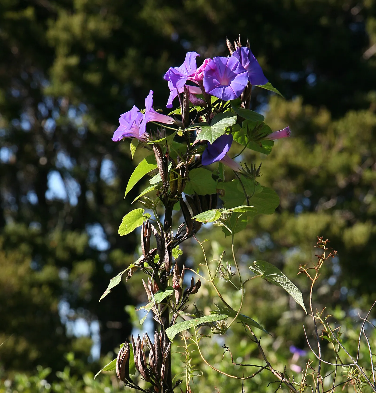 Blue Dawn Flower (Ipomoea Indica) — presenting a mesmerizing display against the plant's dense