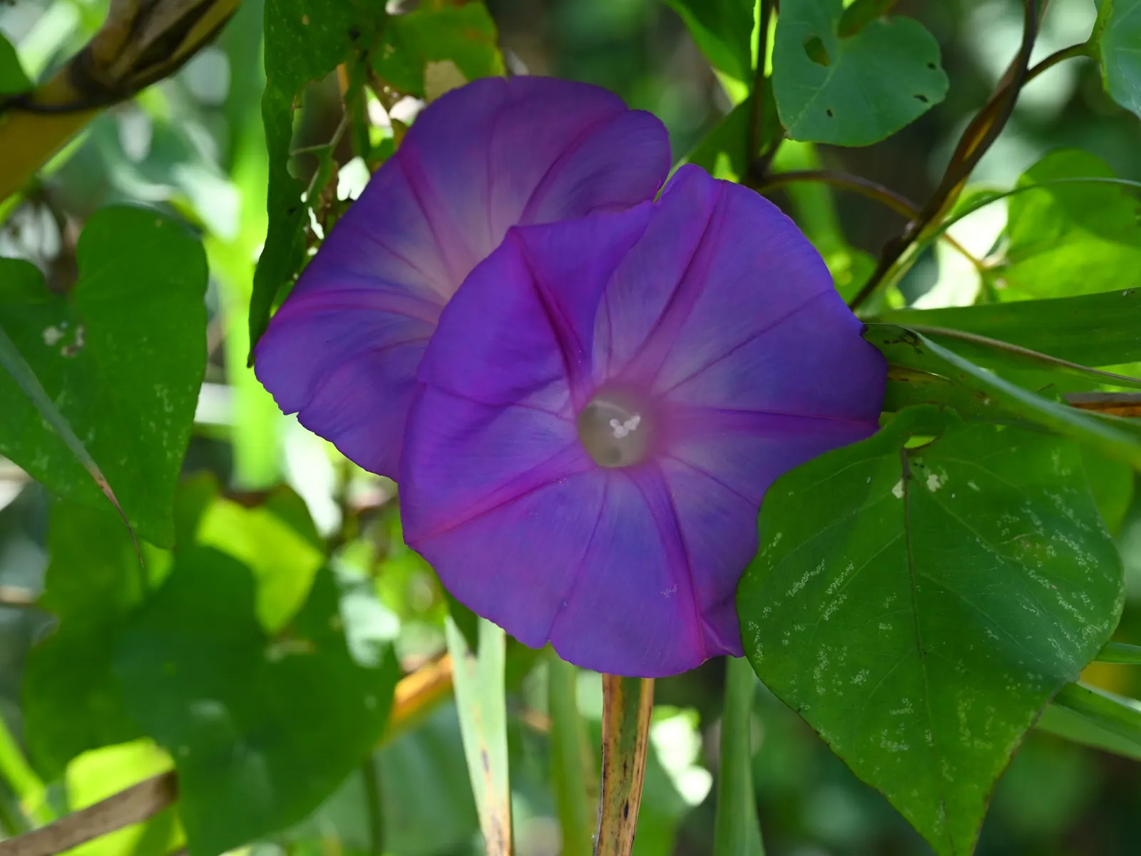 Blue Dawn Flower (Ipomoea Indica) — Hardy in USDA zones 9-11, it thrives in full sun to partial shade
