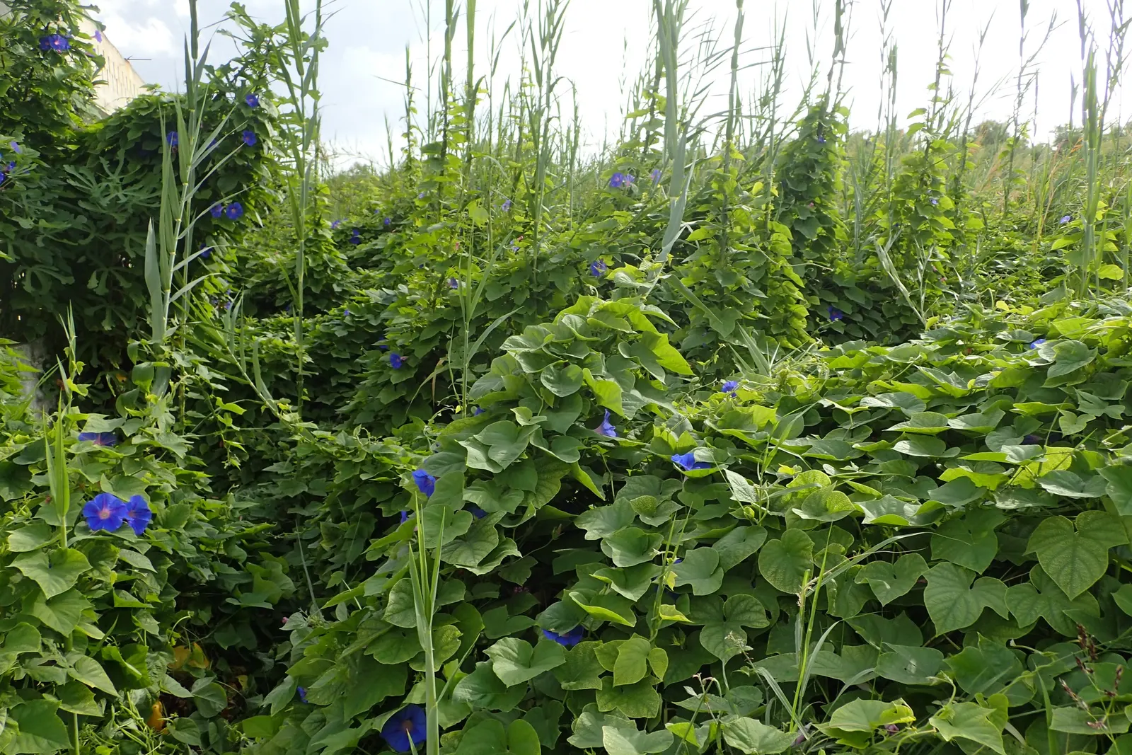 Blue Dawn Flower (Ipomoea Indica) — such as a trellis or fence; blue and pink and purple flowers in the garden