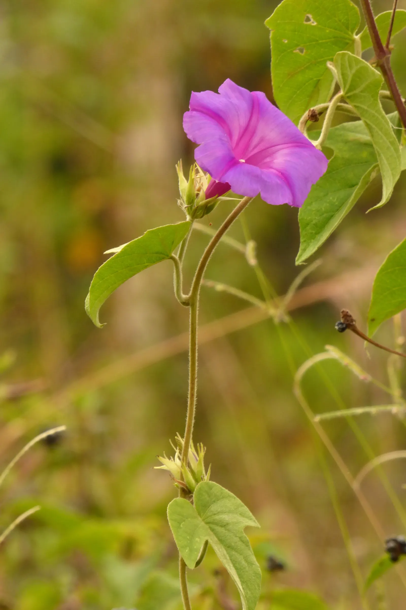 Blue Dawn Flower (Ipomoea Indica) — such as a trellis or fence