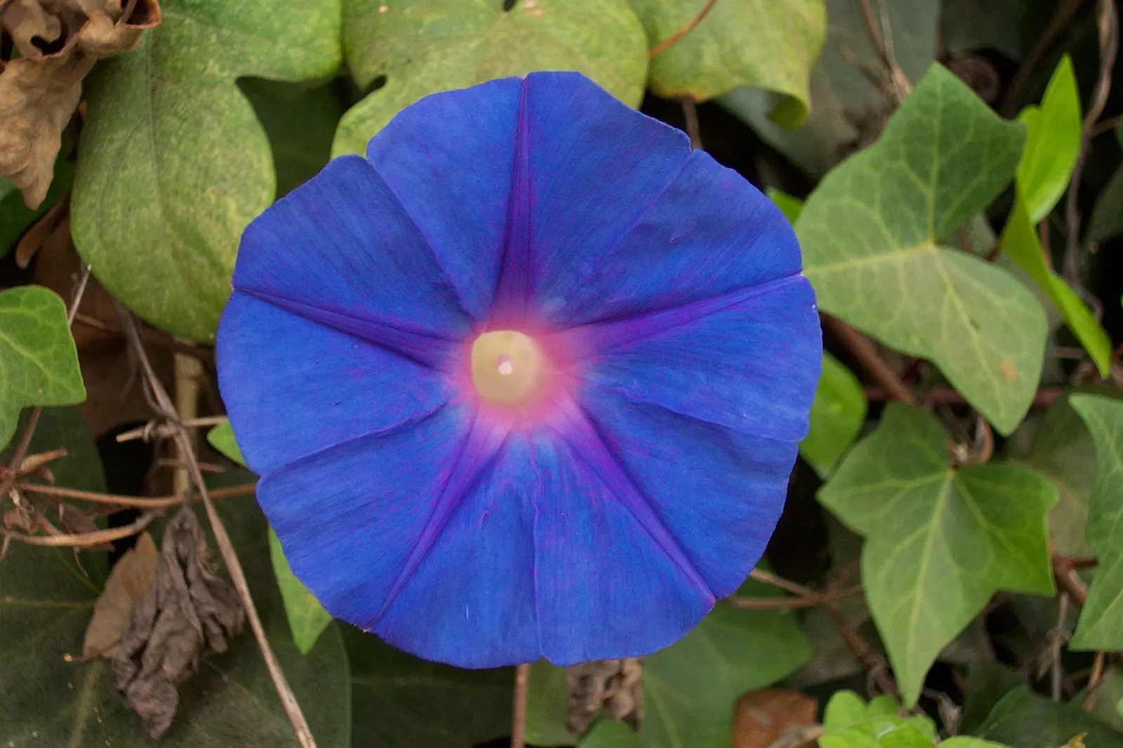 Blue Dawn Flower (Ipomoea Indica) — This vigorous climber can reach lengths of 15 feet or more, requiring a sturdy support structure; presenting a mesmerizing