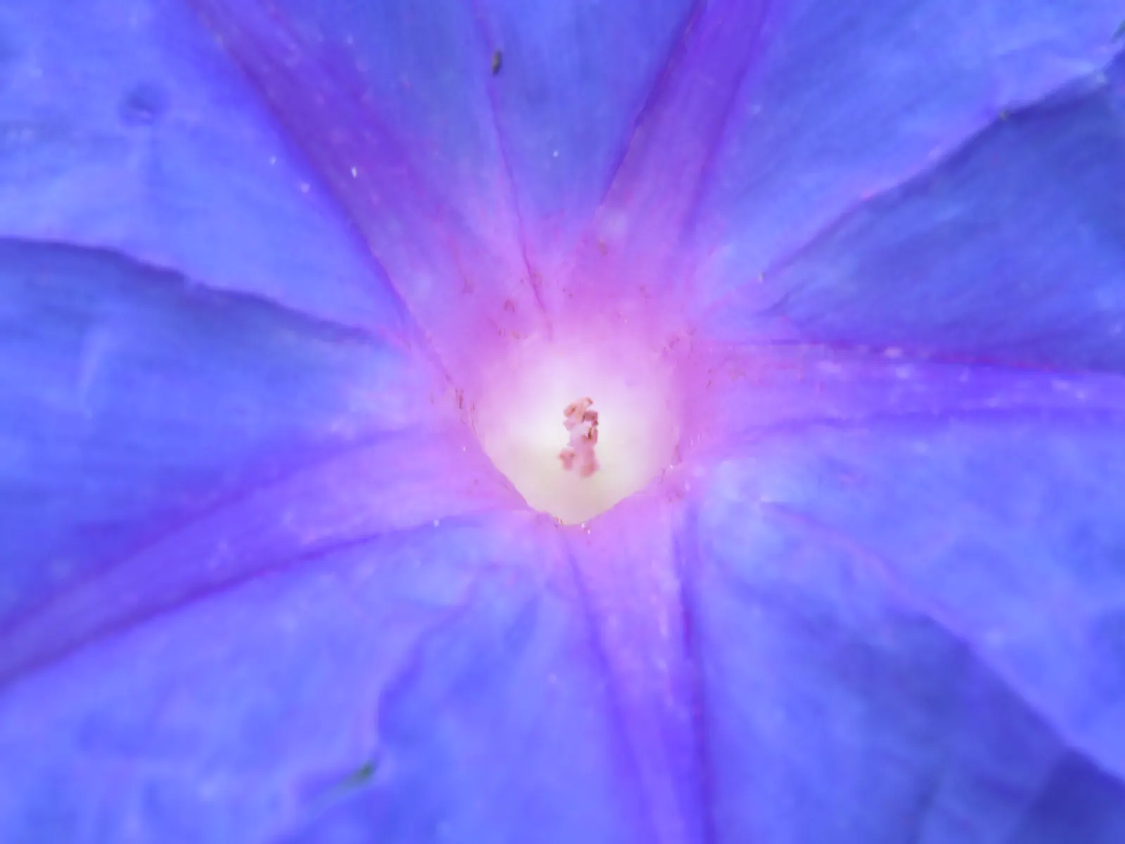 Blue Dawn Flower (Ipomoea Indica) — seeking a minimum of 6 hours of direct sunlight for optimal bloom