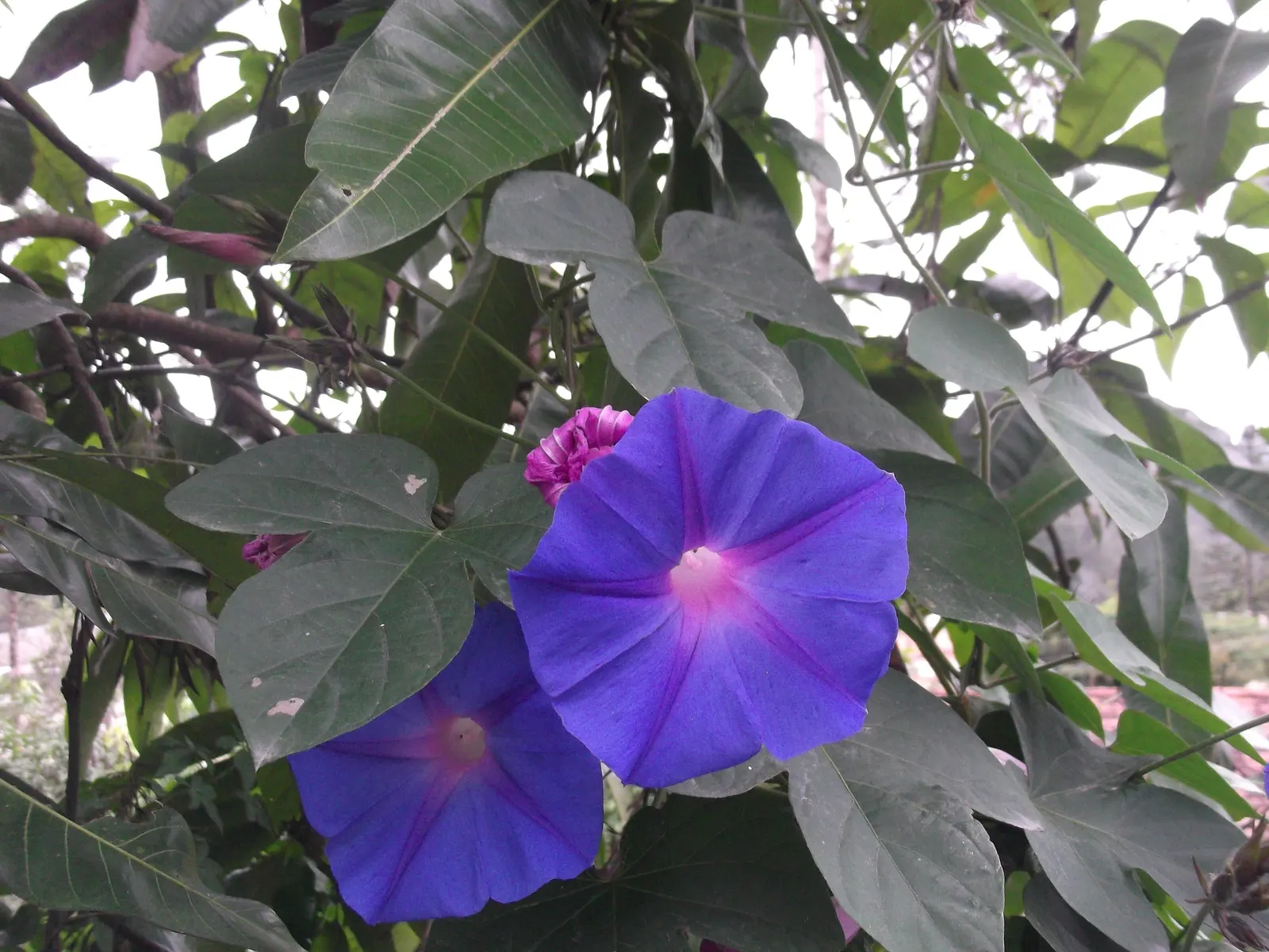 Blue Dawn Flower (Ipomoea Indica) — privacy screens or to artfully drape over walls and embankments