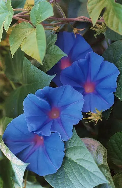 Blue Dawn Flower (Ipomoea Indica) — vine with blue and pink and purple blooms