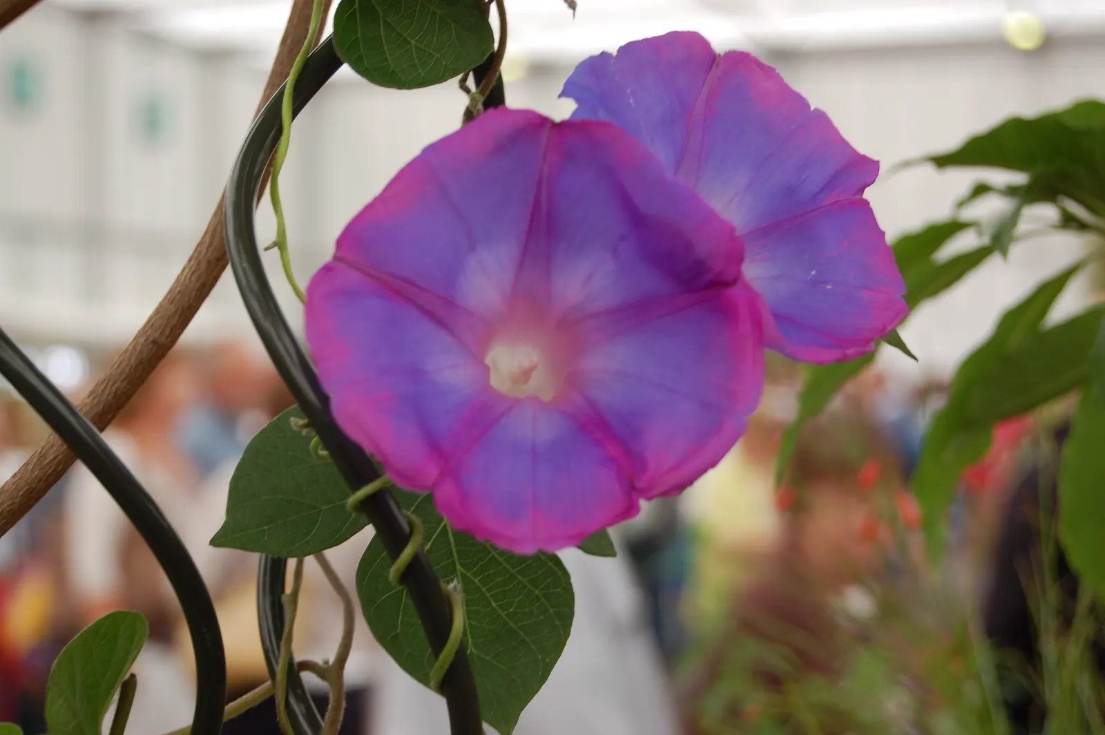 Blue Dawn Flower (Ipomoea Indica) — thus requiring a sturdy support structure; ipomoea indica is tolerant of various soil types but will achieve its best