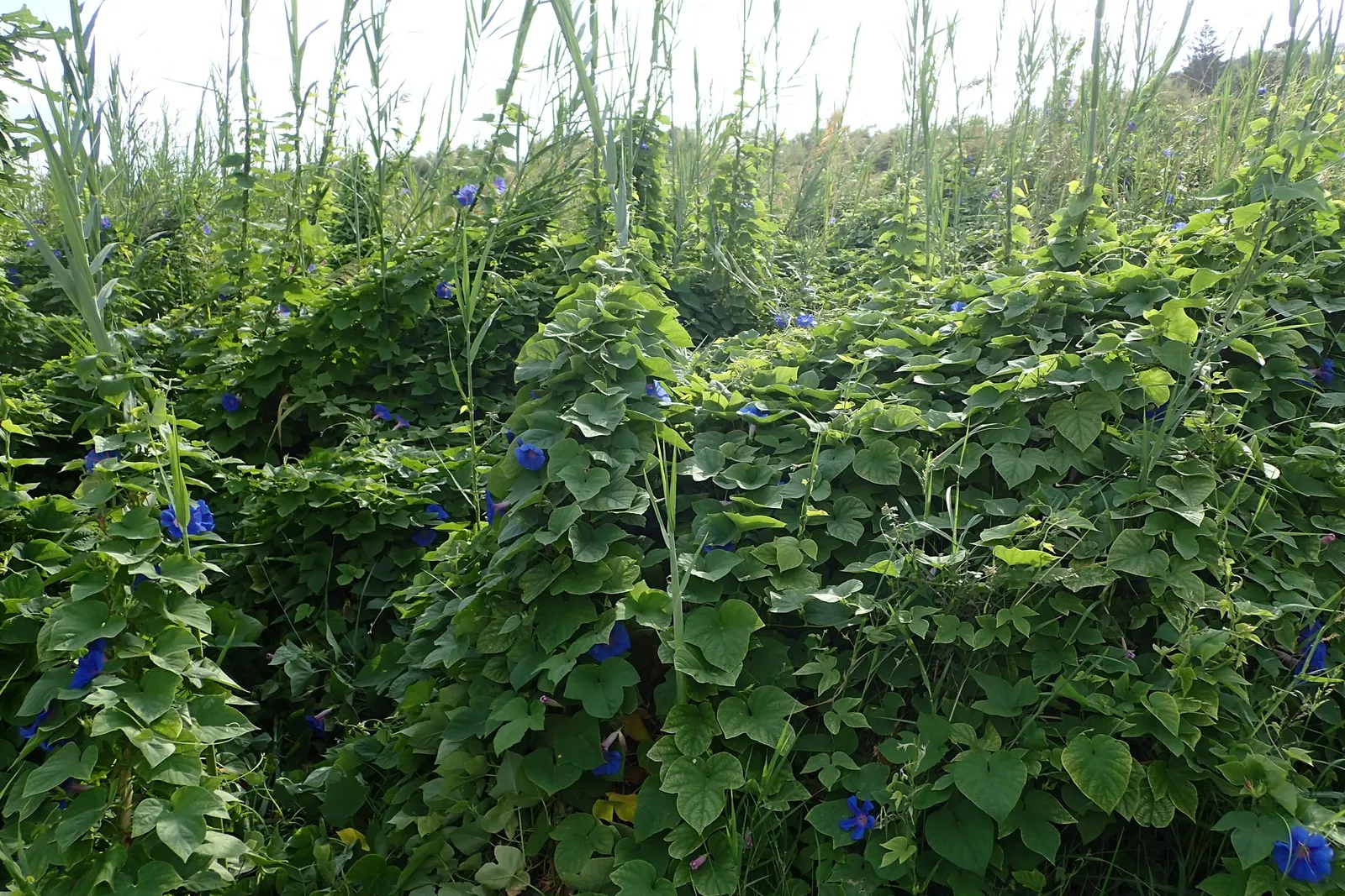 Blue Dawn Flower (Ipomoea Indica) — trumpet-shaped blooms that exhibit a brilliant azure to purplish-blue hue; making it versatile for garden, image 59