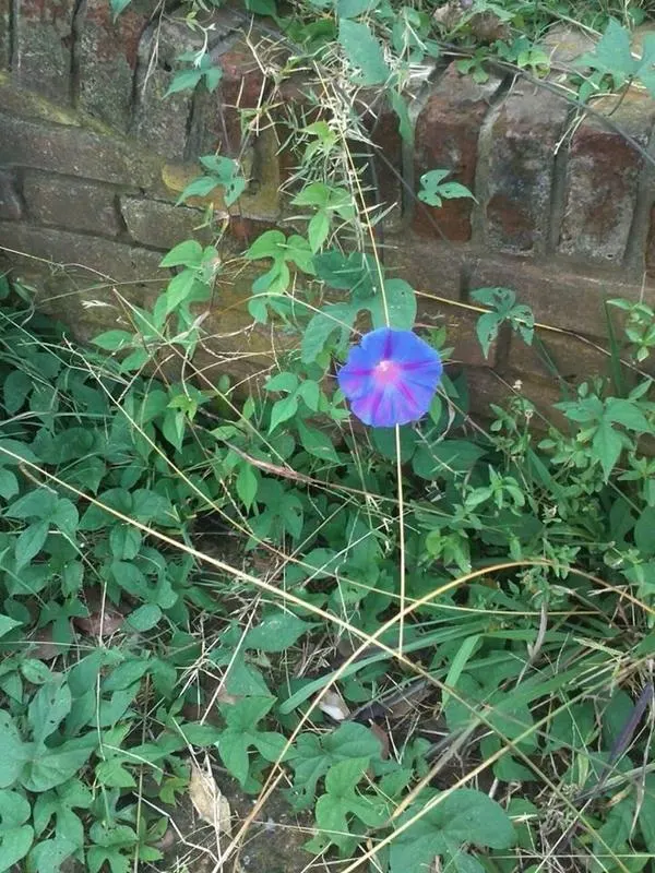 Blue Dawn Flower (Ipomoea Indica) — thus requiring a sturdy support structure