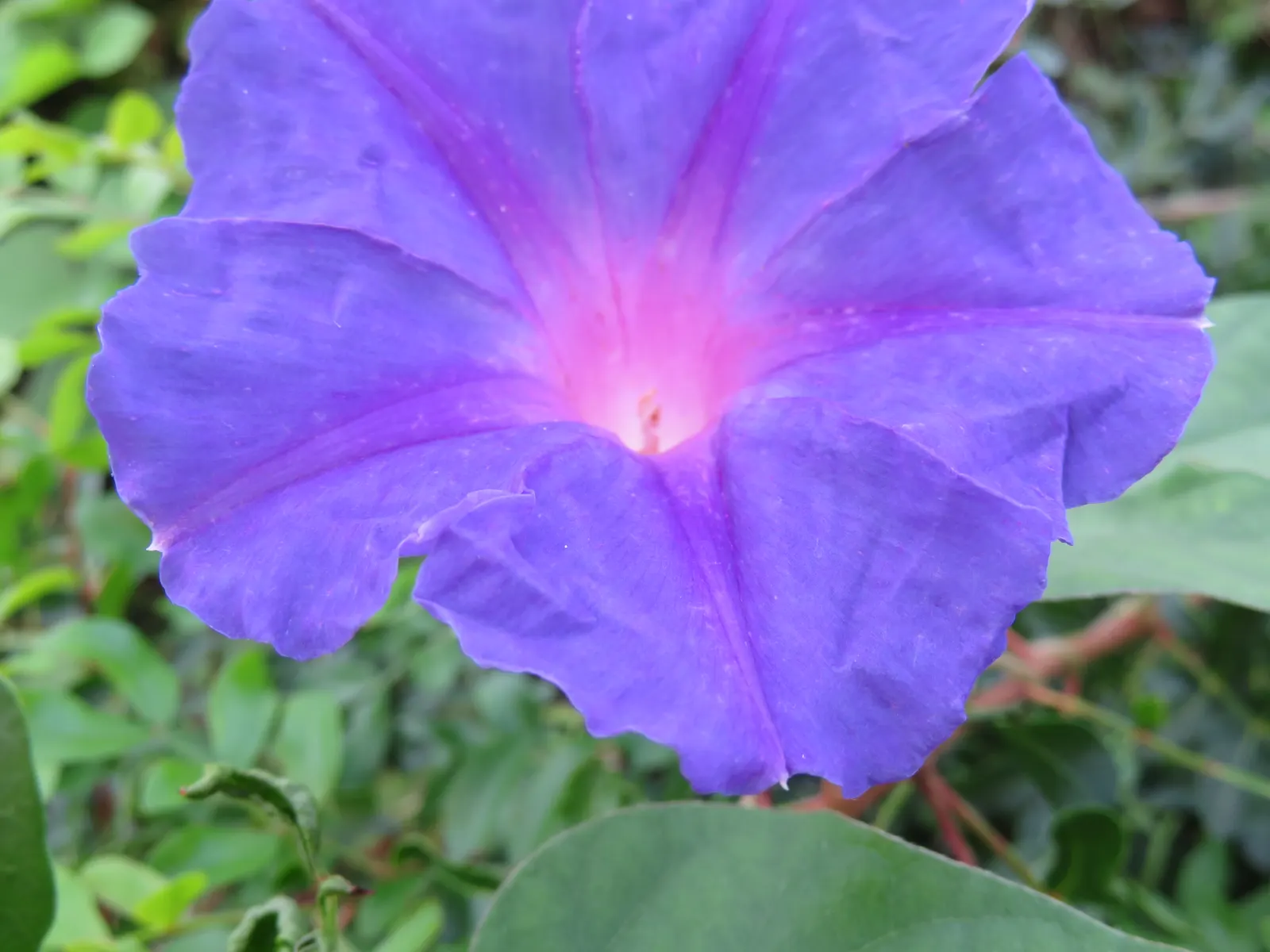 Blue Dawn Flower (Ipomoea Indica) — blue and pink and purple flowers in the garden; only to close by afternoon