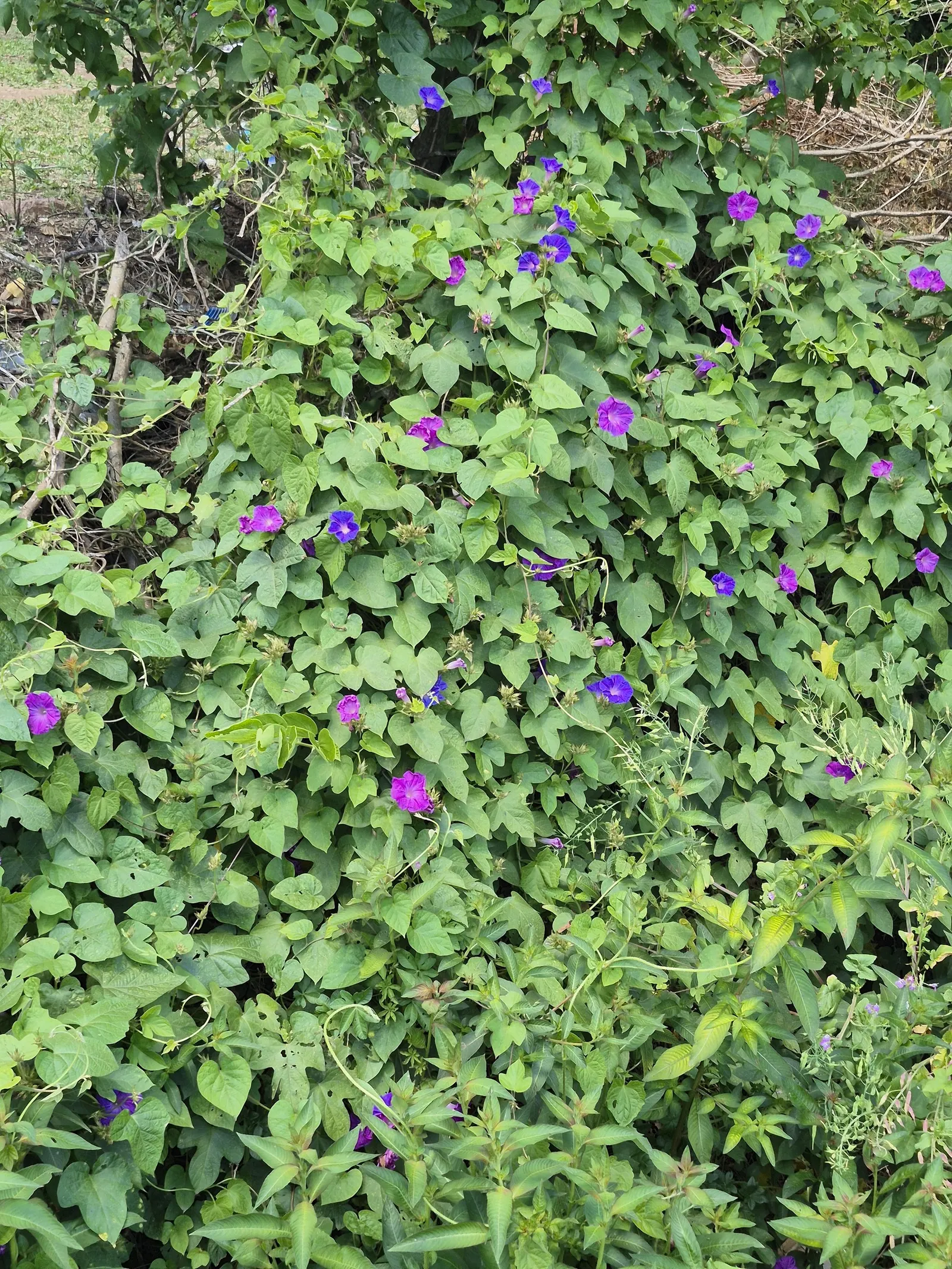Blue Dawn Flower (Ipomoea Indica) — privacy screens or to artfully drape over walls and embankments; thus requiring a sturdy support structure