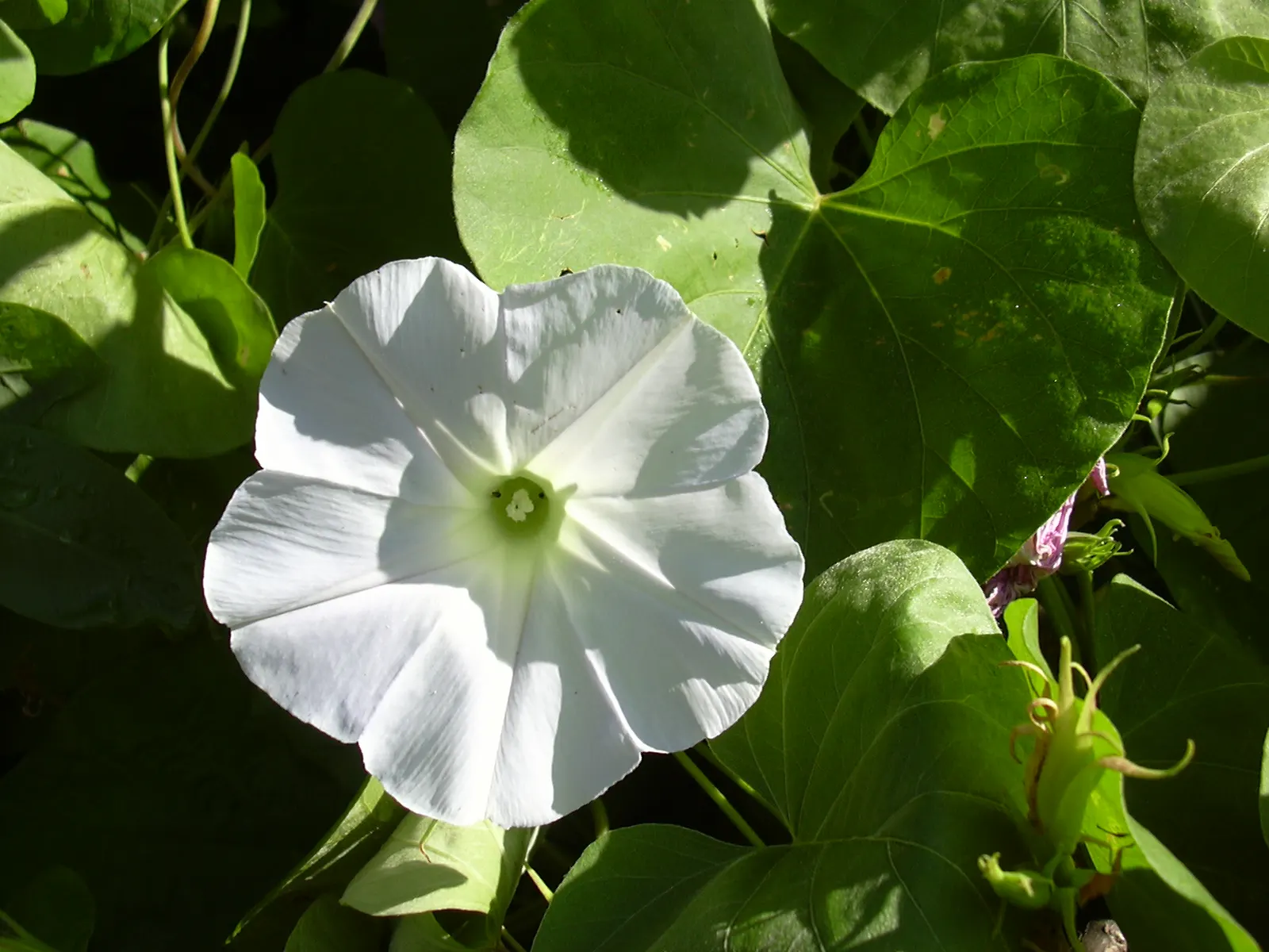 Blue Dawn Flower (Ipomoea Indica) — vine for full; promising to infuse the garden with its dynamic growth and enchanting morning blooms