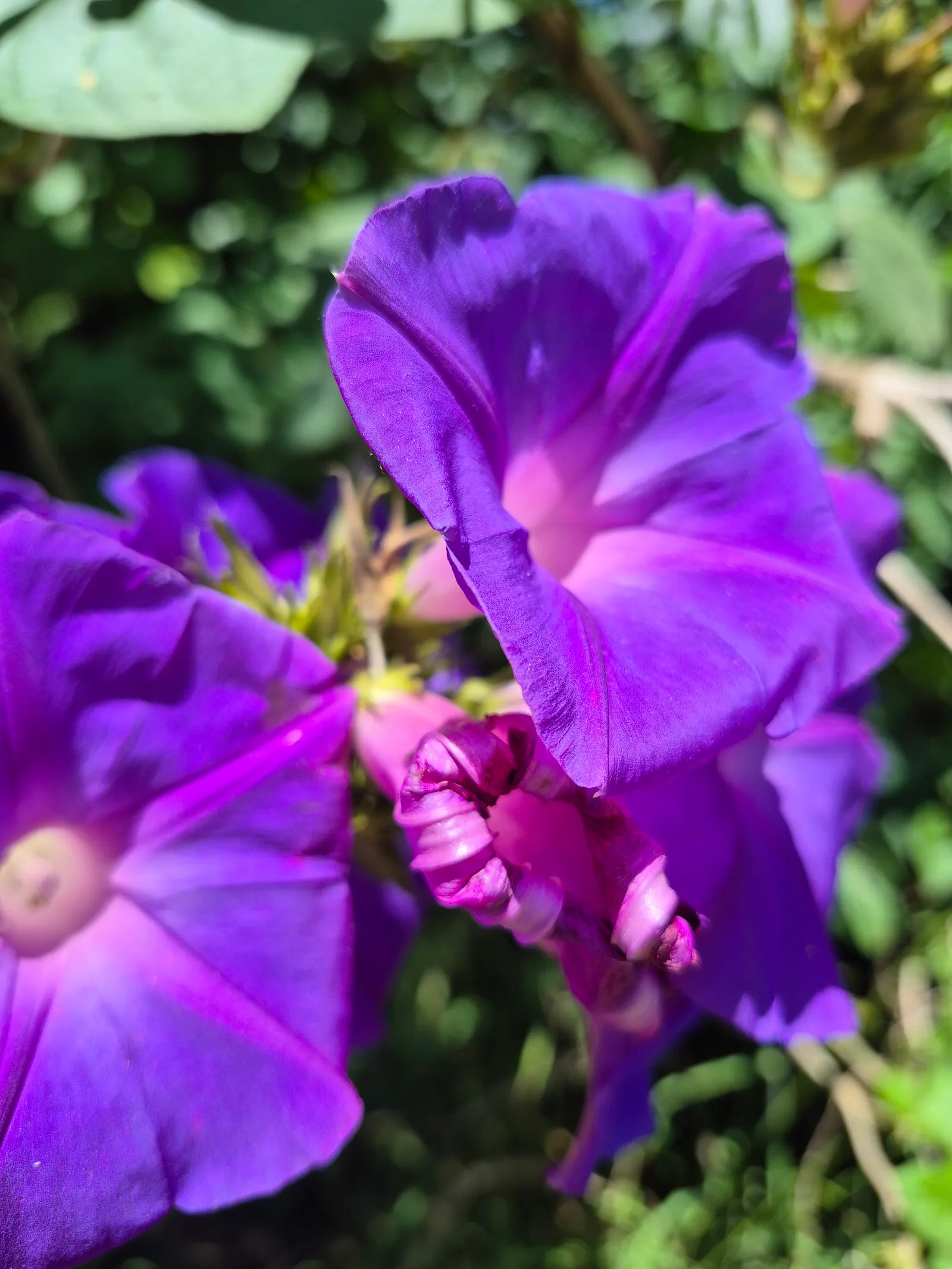 Blue Dawn Flower (Ipomoea Indica) — to accommodate its twining habit.<br><br>Known for its adaptability; regular pruning controls spread