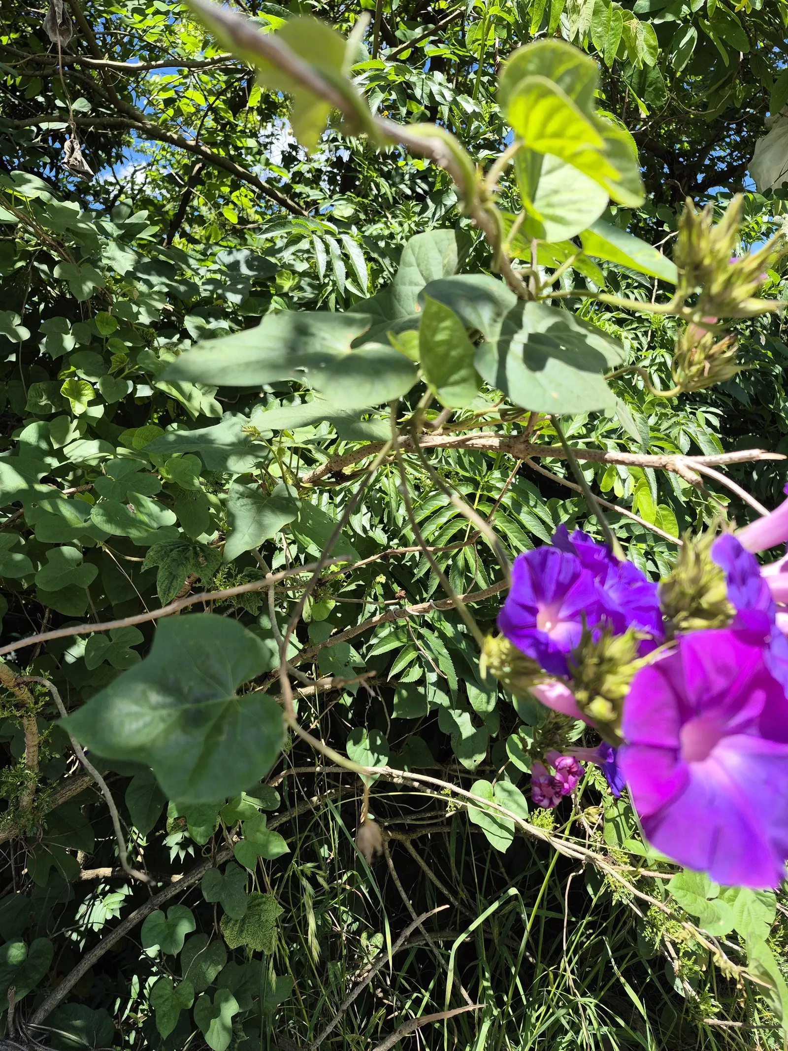 Blue Dawn Flower (Ipomoea Indica) — Each flower spans approximately 3-5 inches across; such as a trellis or fence