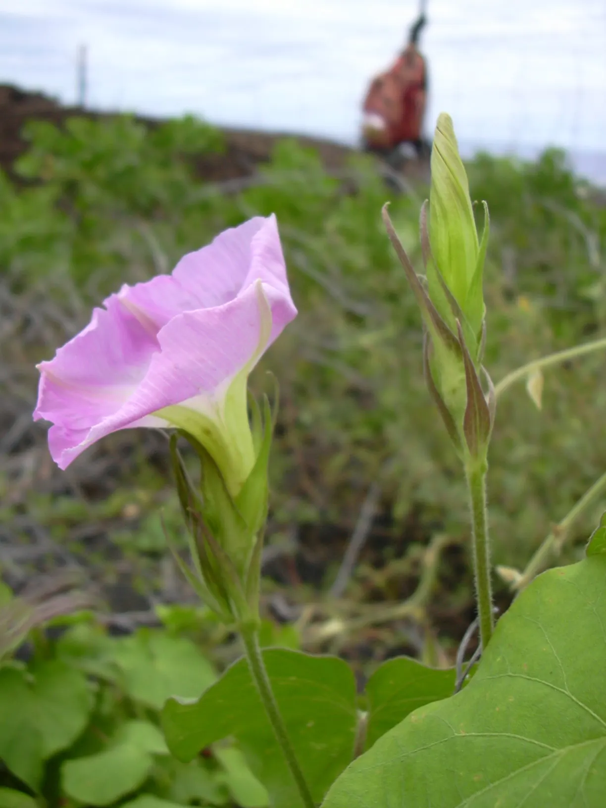 Blue Dawn Flower (Ipomoea Indica) — scientifically known as Ipomoea indica; the Blue Dawn Flower can reach impressive lengths upwards of 15 feet