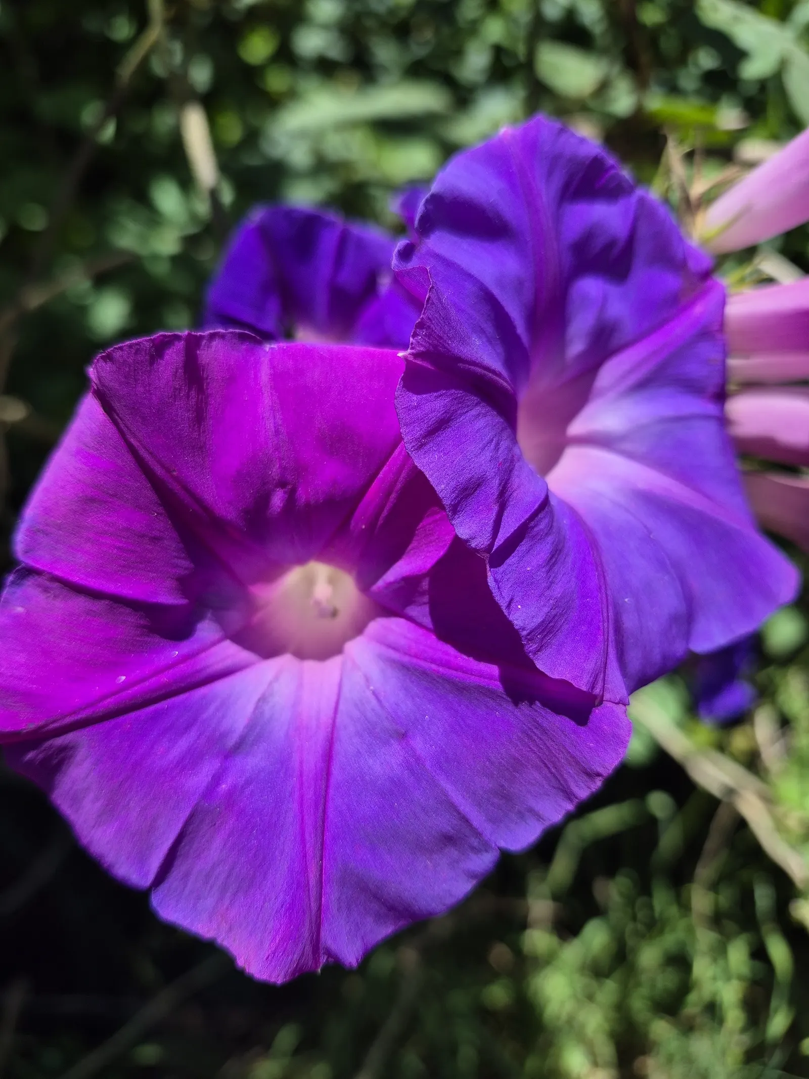 Blue Dawn Flower (Ipomoea Indica) — presenting a mesmerizing display against the plant's dense; the Ipomoea indica presents as a picturesque and