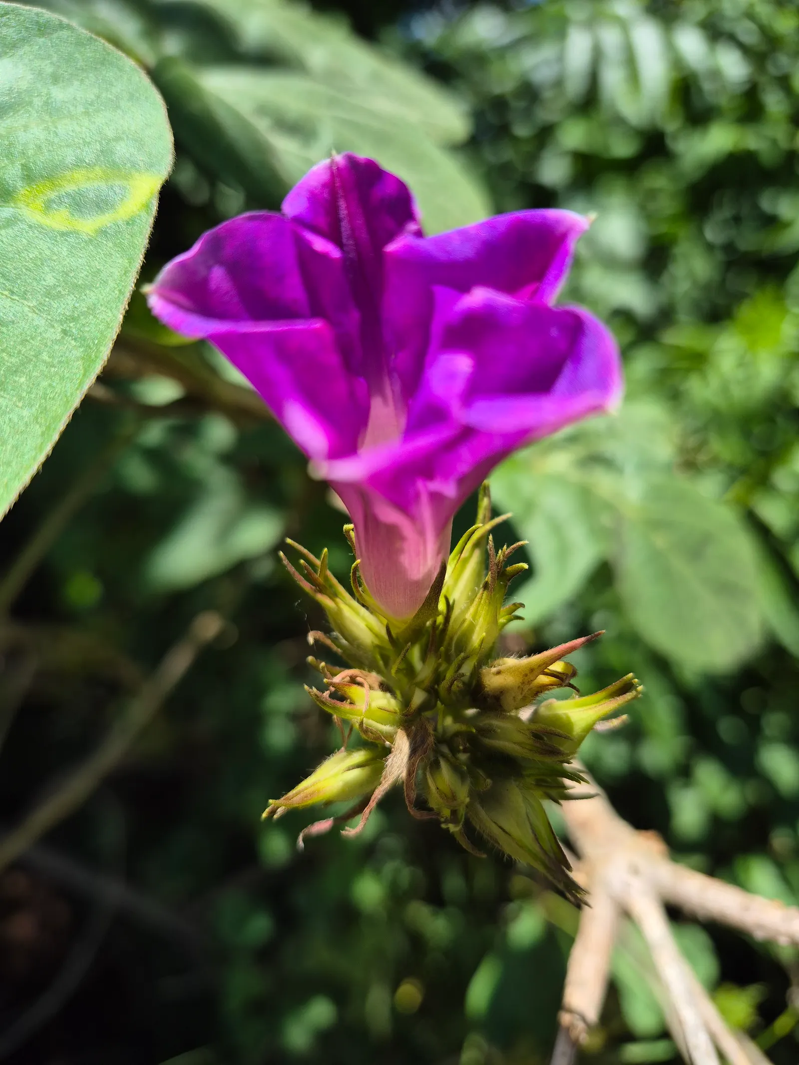 Blue Dawn Flower (Ipomoea Indica) — scientifically known as Ipomoea indica; the Blue Dawn Flower can reach impressive lengths upwards of 15 feet, image 58