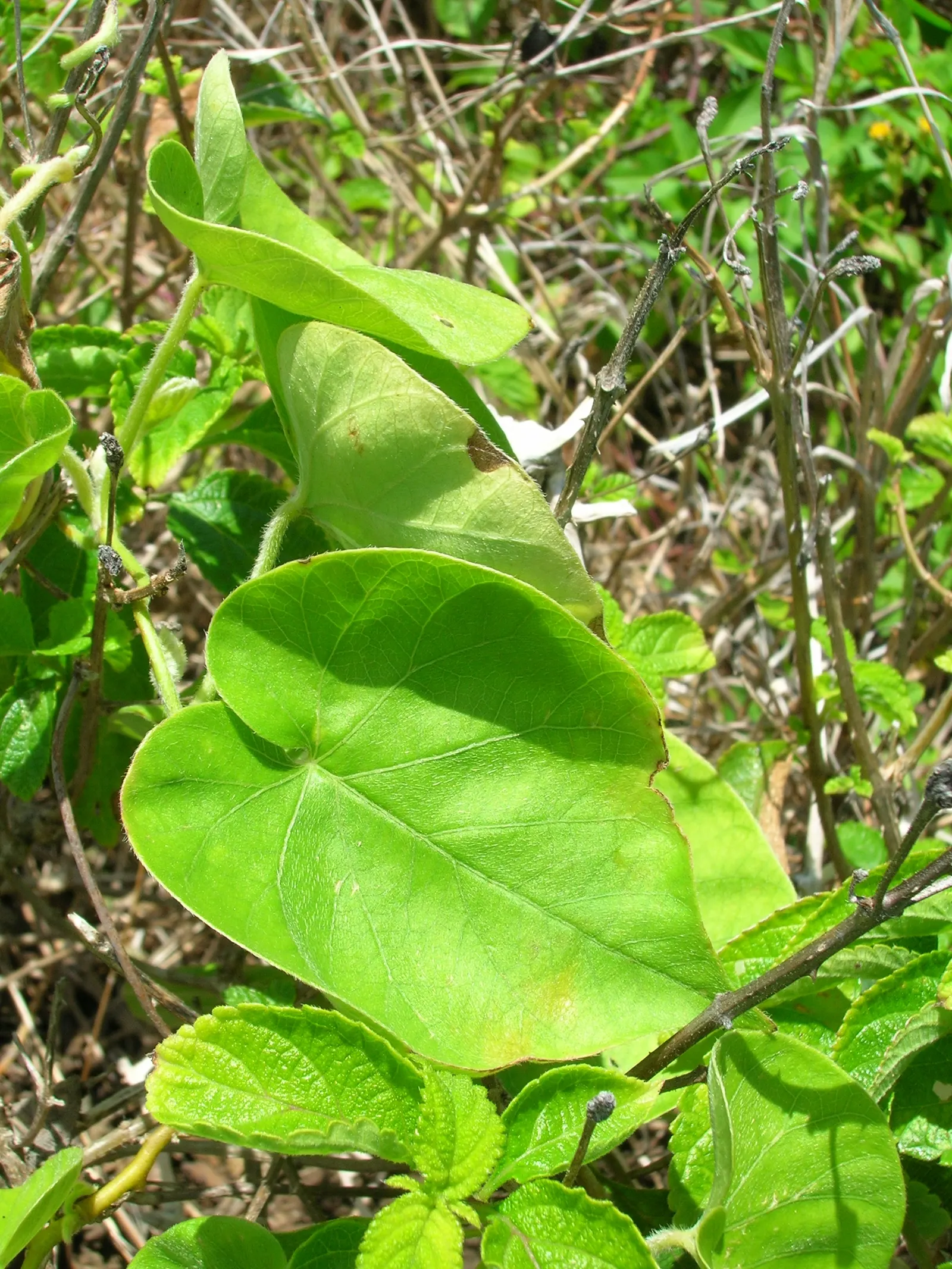 Blue Dawn Flower (Ipomoea Indica) — Ipomoea indica is tolerant of various soil types but will achieve its best performance in well-drained; seeking a minimum