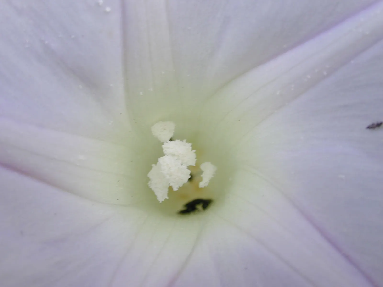 Blue Dawn Flower (Ipomoea Indica) — The flowers, about 3 inches across, offer a vibrant display from summer to fall, attracting pollinators