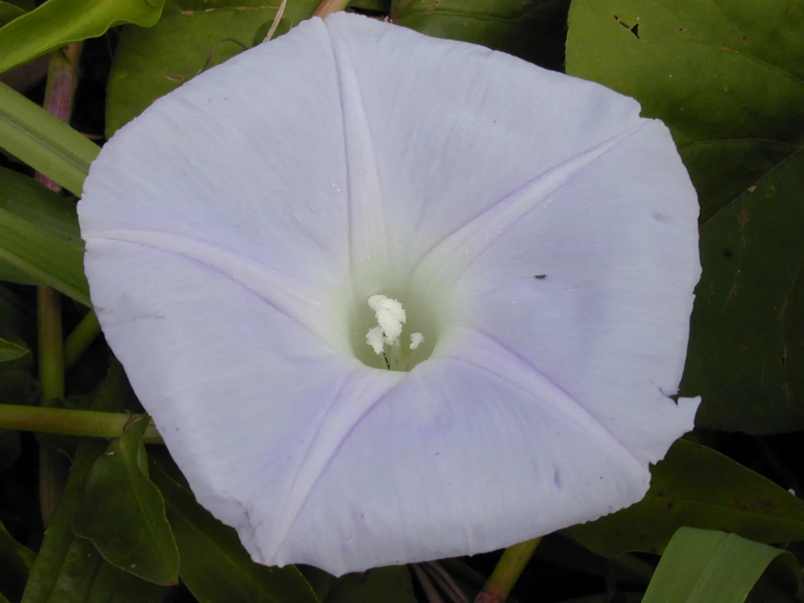 Blue Dawn Flower (Ipomoea Indica) — the Ipomoea indica presents as a picturesque and low-maintenance addition; privacy screens or to artfully drape over walls