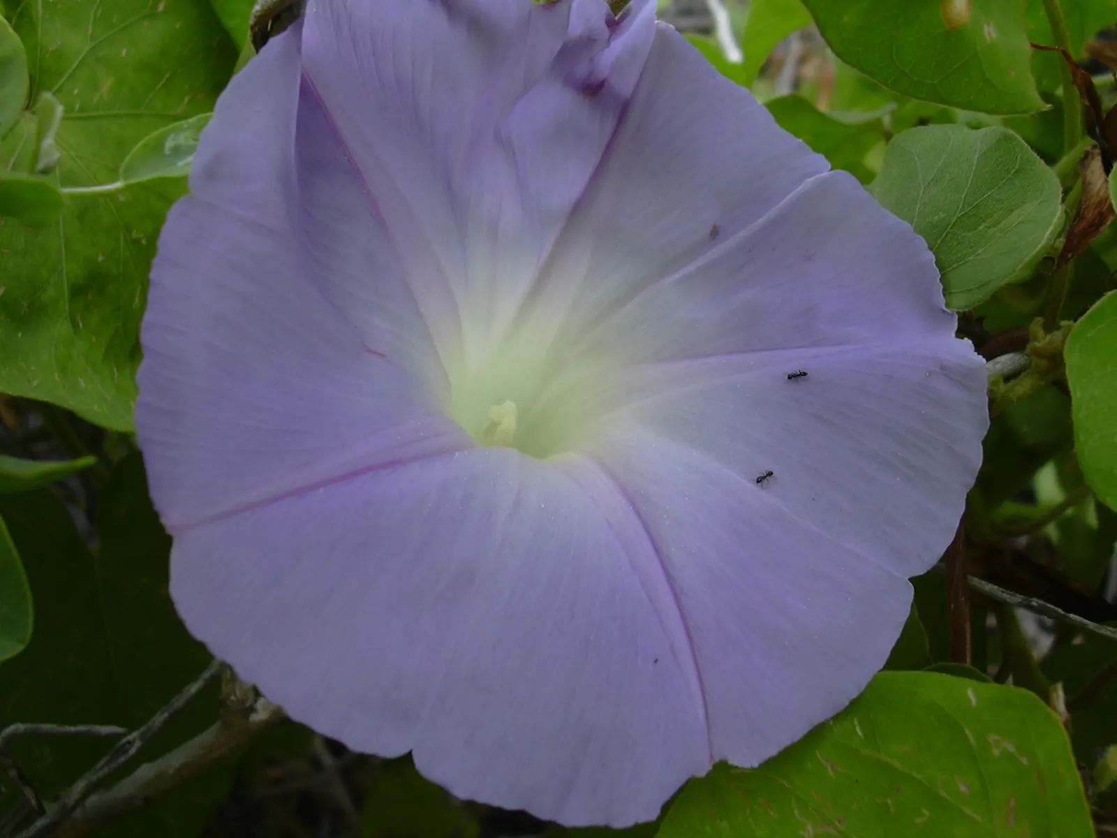 Blue Dawn Flower (Ipomoea Indica) — promising to infuse the garden with its dynamic growth and enchanting morning blooms