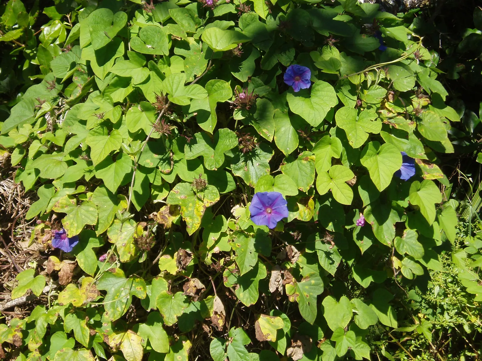 Blue Dawn Flower (Ipomoea Indica) — only to close by afternoon; these blossoms unfurl early in the day to reveal their heartwarming splendor