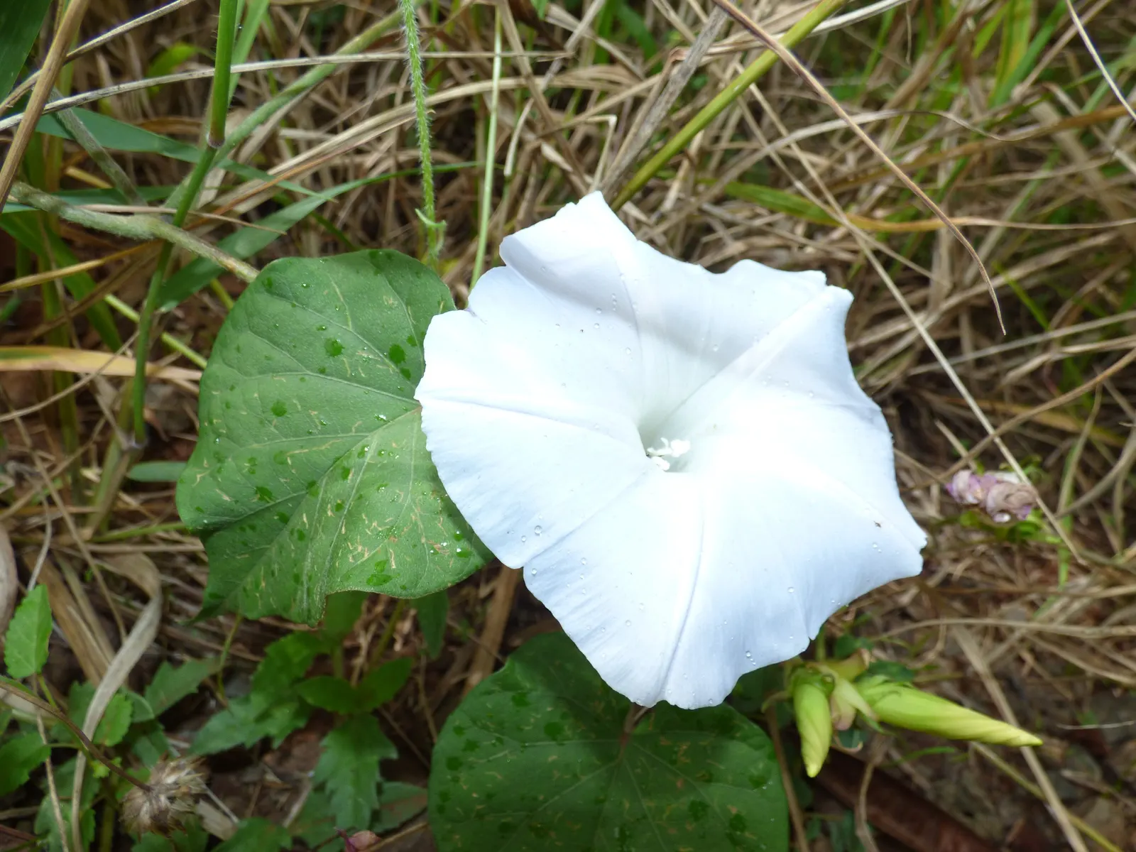 Blue Dawn Flower (Ipomoea Indica) — This vigorous climber can reach lengths of 15 feet or more, requiring a sturdy support structure