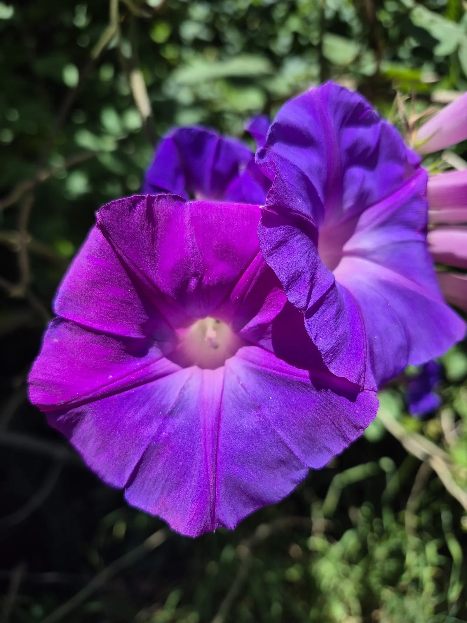 Blue Dawn Flower (Ipomoea Indica) — Hardy in USDA zones 9-11, it thrives in full sun to partial shade; regular watering is essential, particularly, image 55