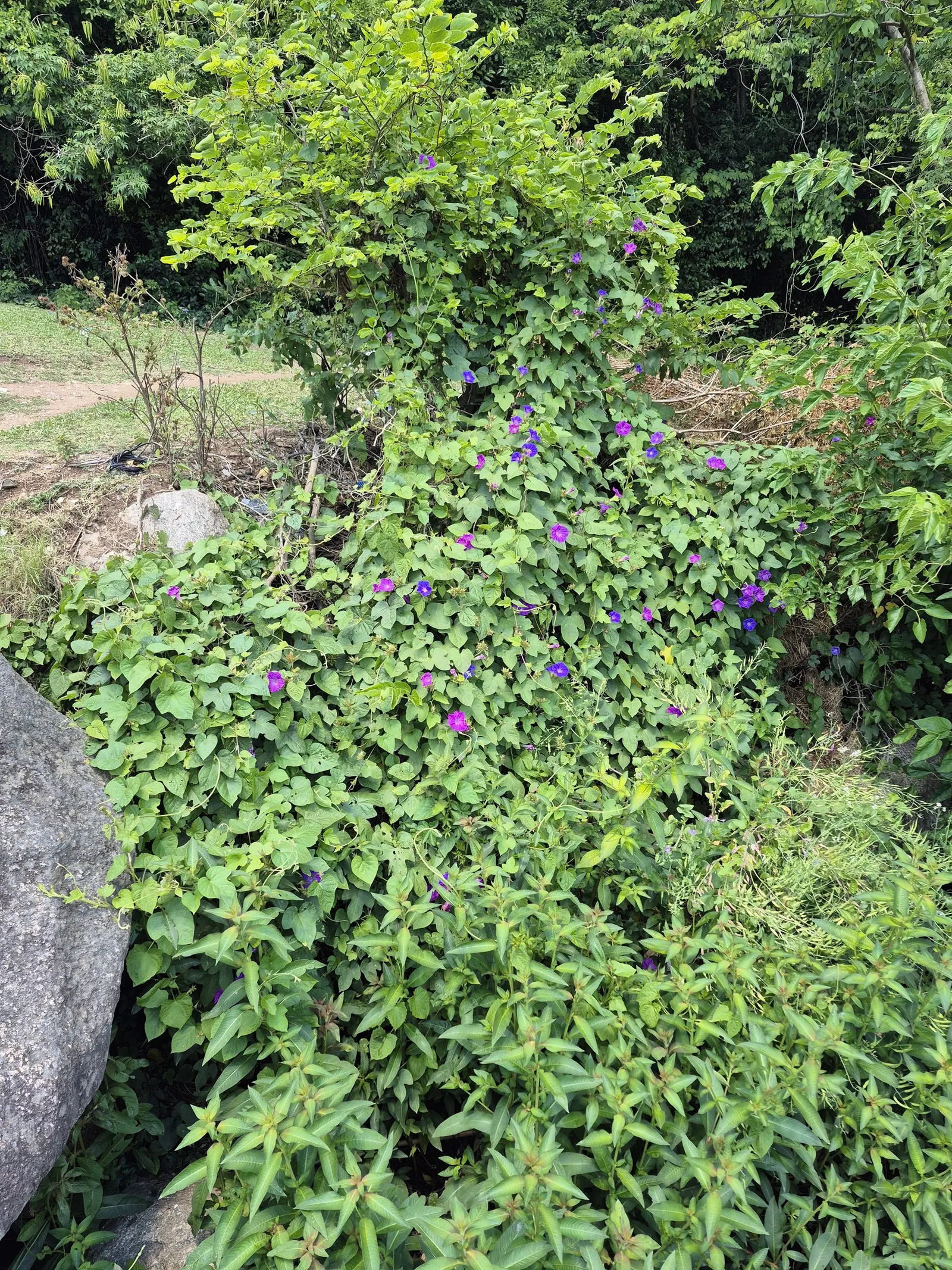 Blue Dawn Flower (Ipomoea Indica) — is a fast-growing perennial vine with heart-shaped leaves and striking azure blooms that open each morning; the flowers