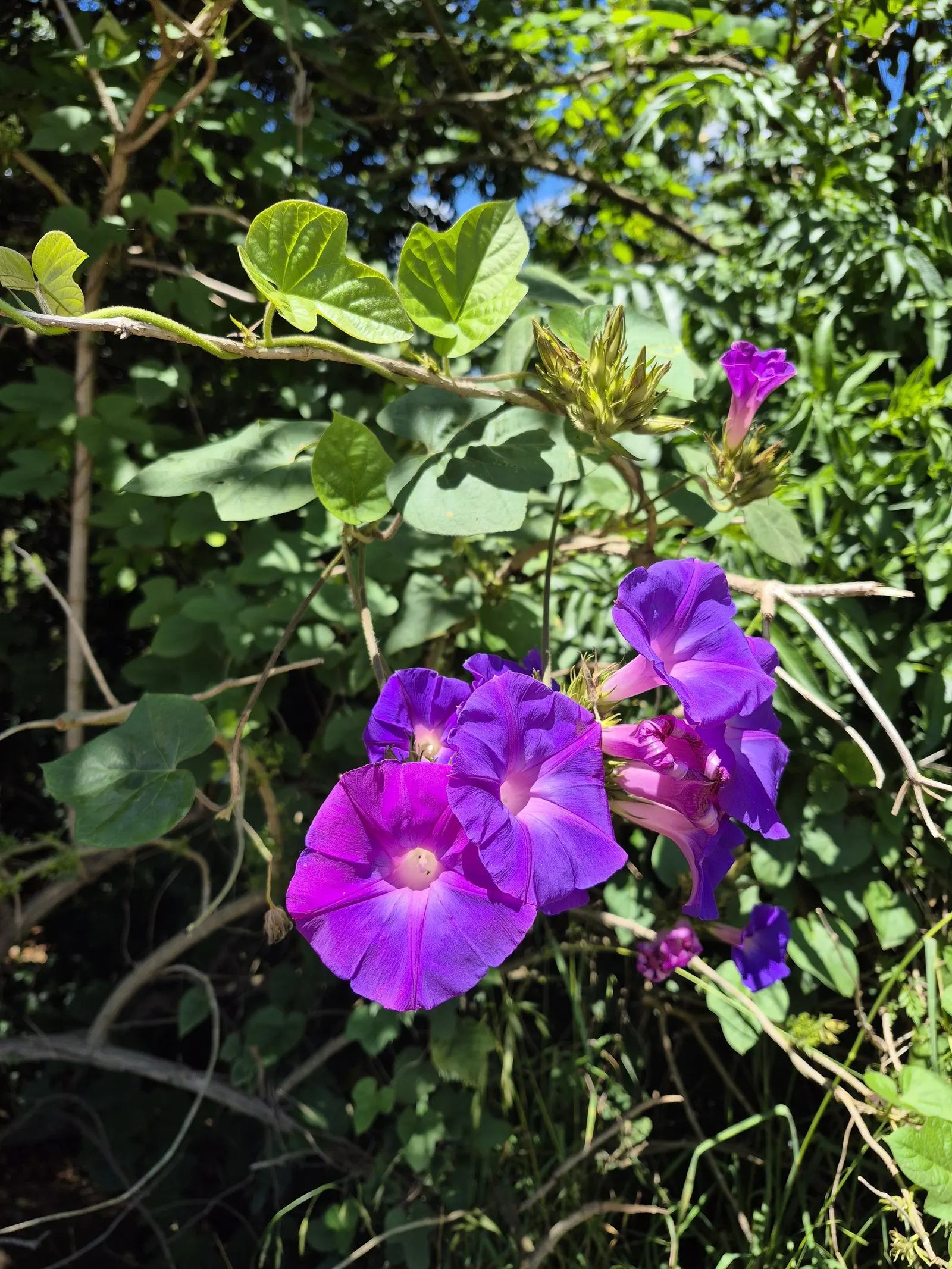 Blue Dawn Flower (Ipomoea Indica) — trumpet-shaped blooms that exhibit a brilliant azure to purplish-blue hue; making it versatile for garden backgrounds