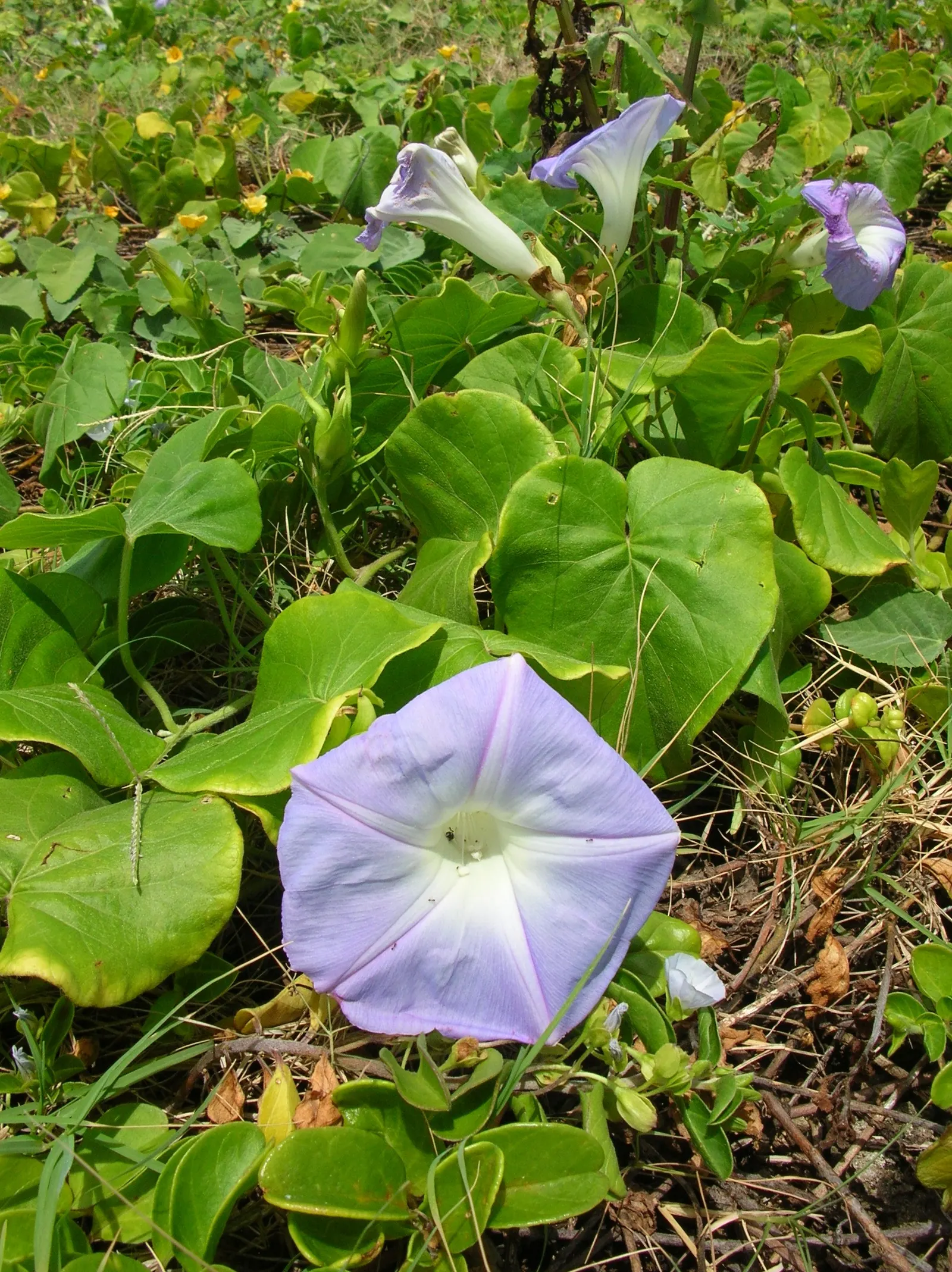 Blue Dawn Flower (Ipomoea Indica) — Regular pruning controls spread