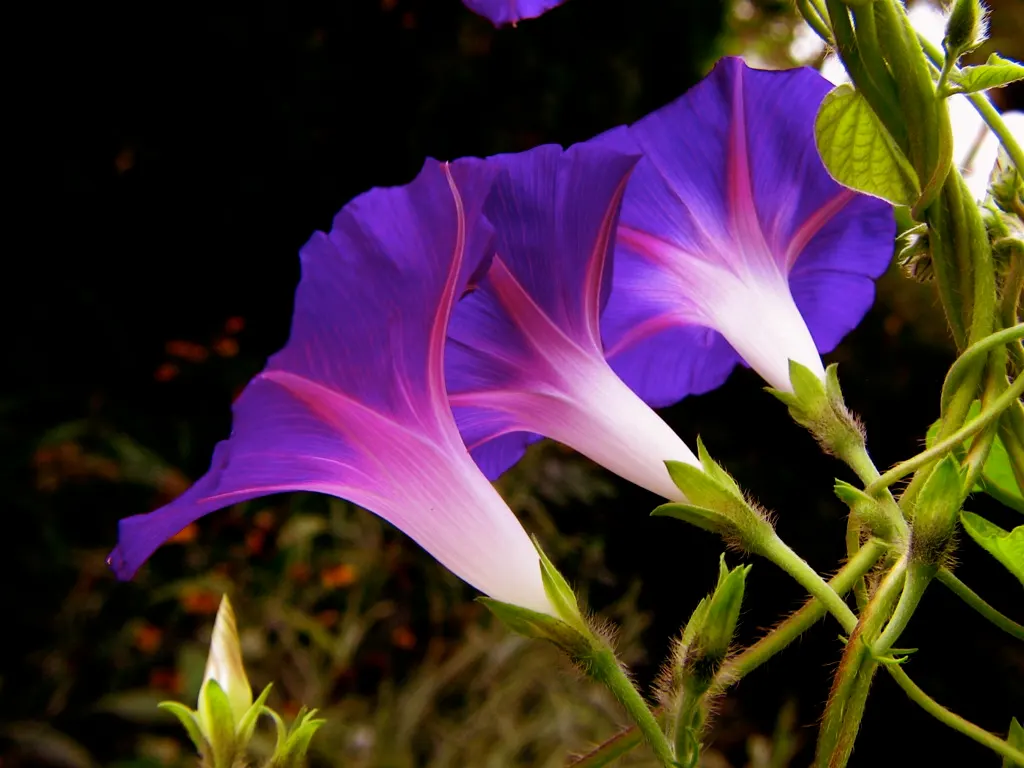 Blue Dawn Flower (Ipomoea Indica) — vine for full