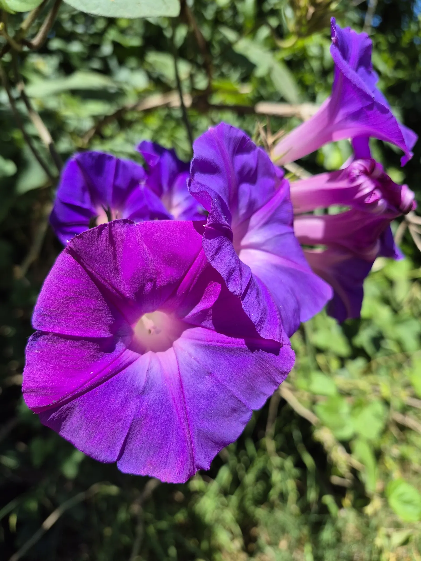 Blue Dawn Flower (Ipomoea Indica) — vine with blue and pink and purple blooms; to accommodate its twining habit.<br><br>Known for its adaptability